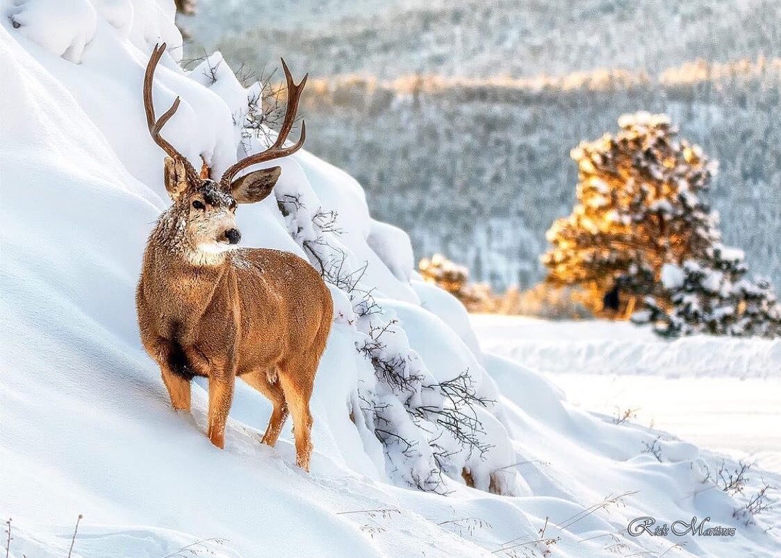 Snow doesn&rsquo;t stop the wildlife from enjoying the mountains! 🏔

It shouldn&rsquo;t stop you either! Book today to enjoy the snow covered mountains of Estes Park!

📸: @rm_digitalpro 

#wildlifephotography #wildlife_perfection #wildlifephotograp