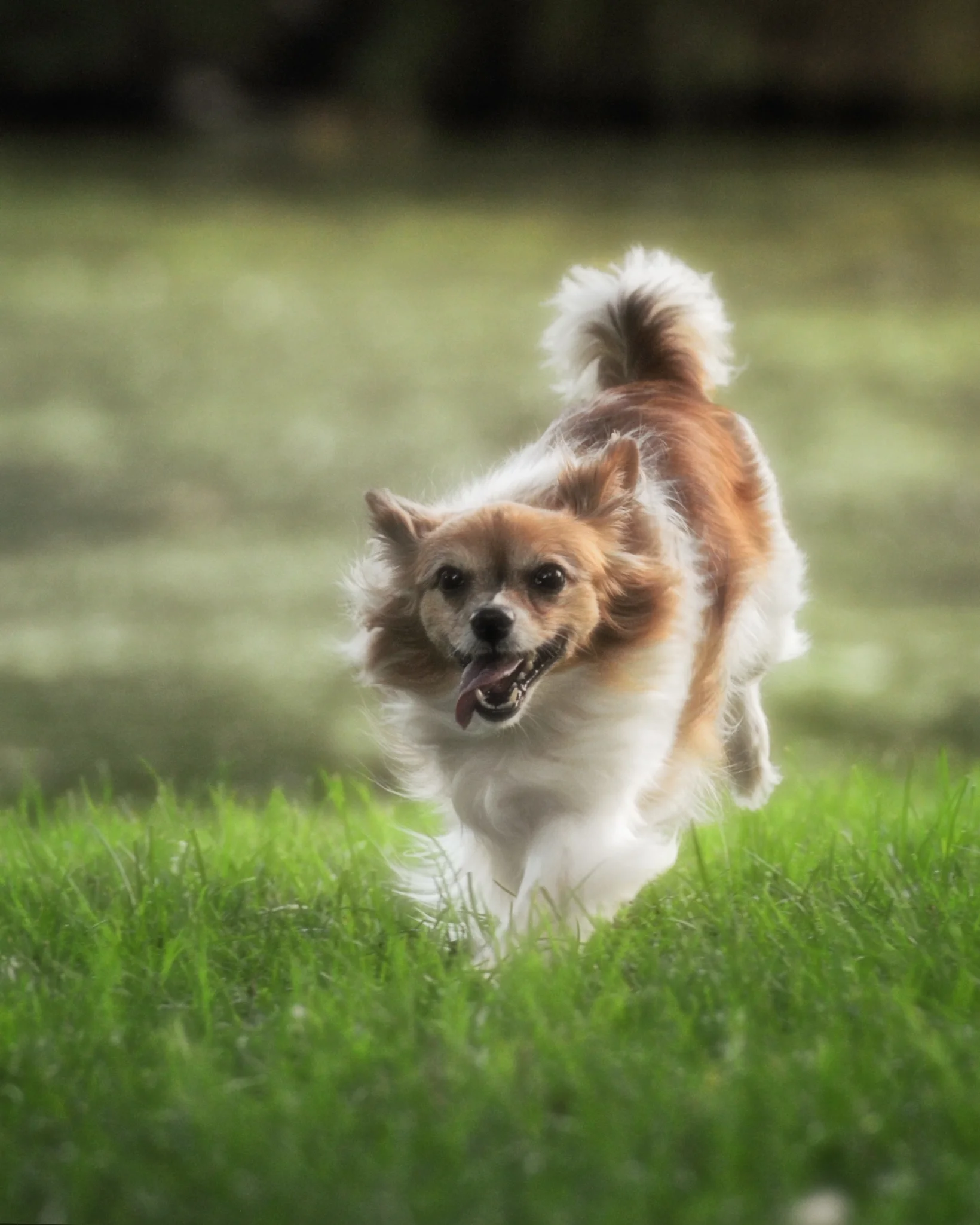 Dakota ~ Papillion ~ 10 years