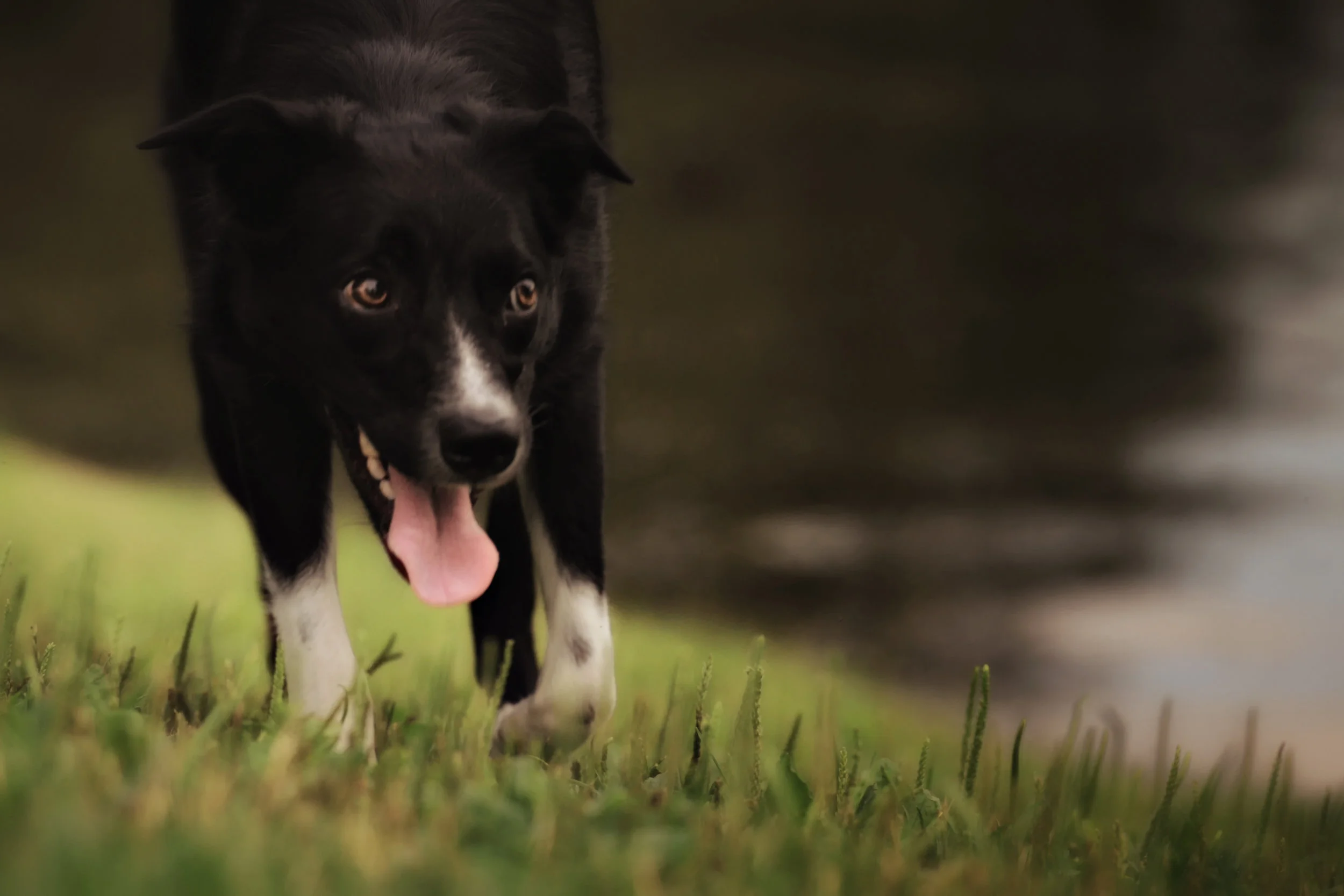 Stella ~ BORDER COLLIE ~ 18 months