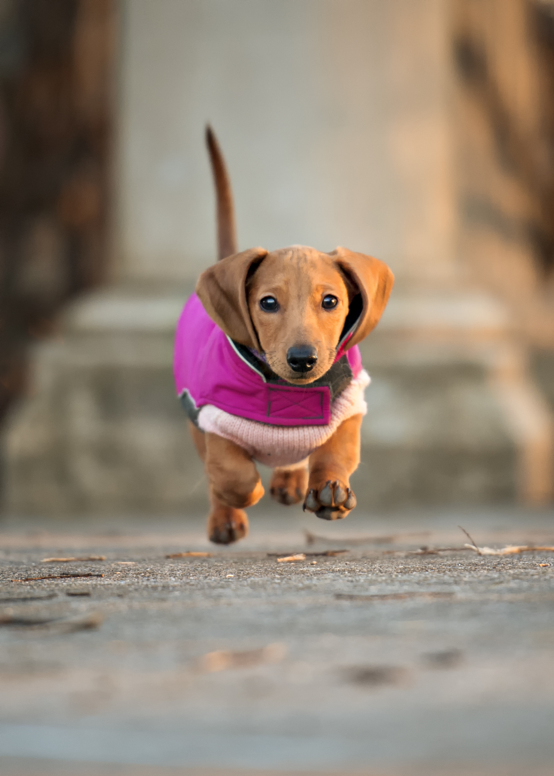Penny ~ Dachshund ~ 2 months