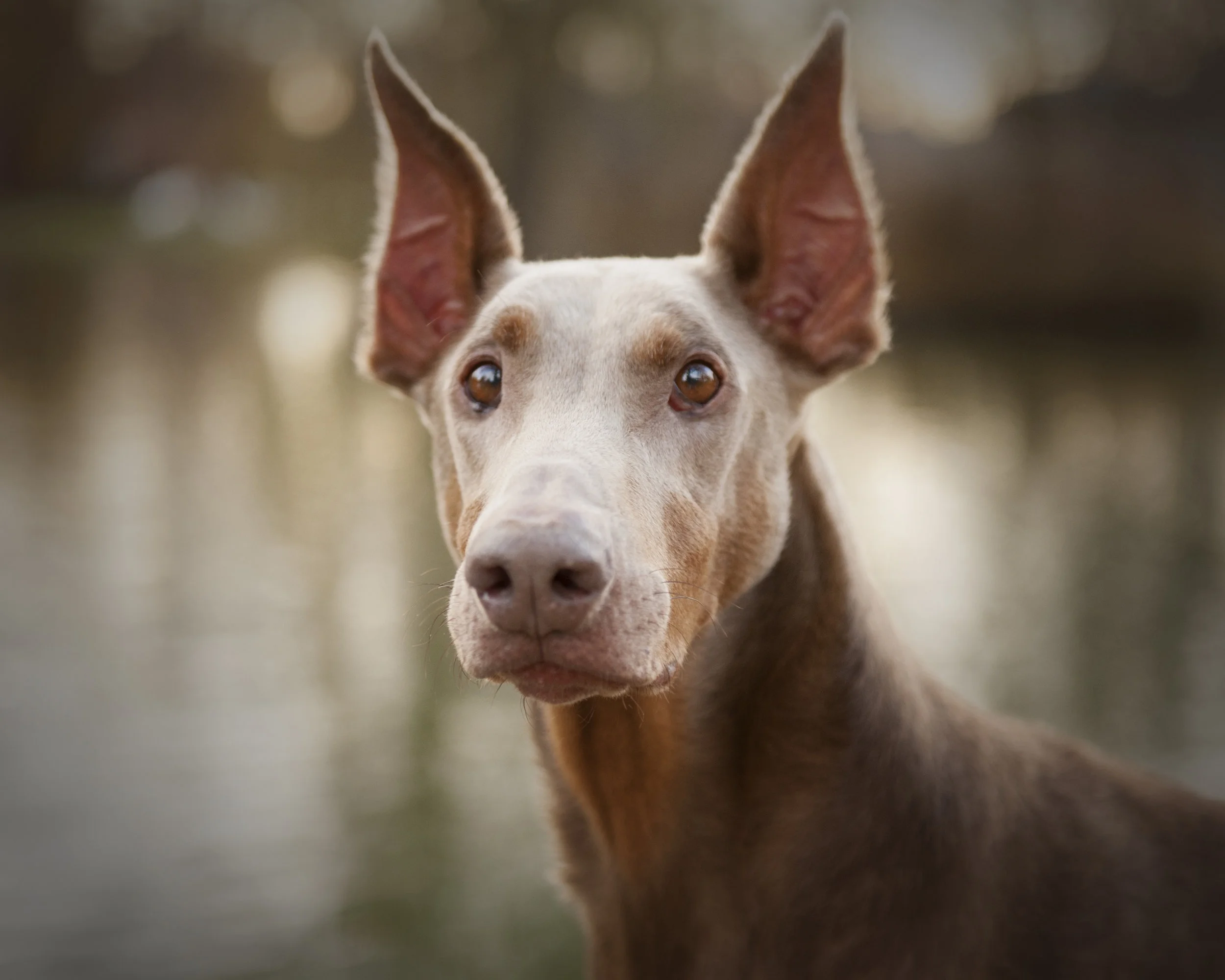 Enzo ~ Doberman ~ 8 years