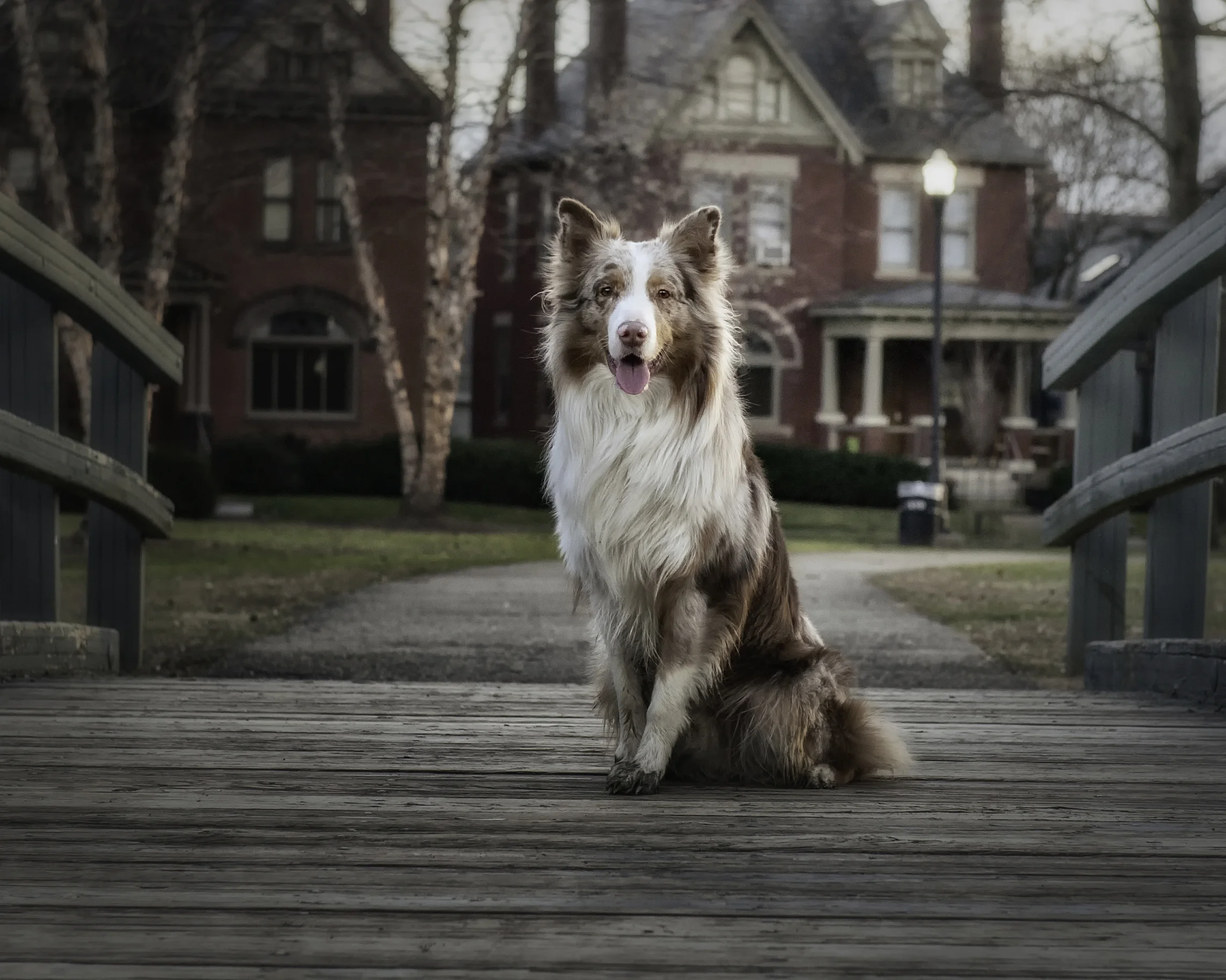 Crockett ~ Australian Shepherd ~ 3 years