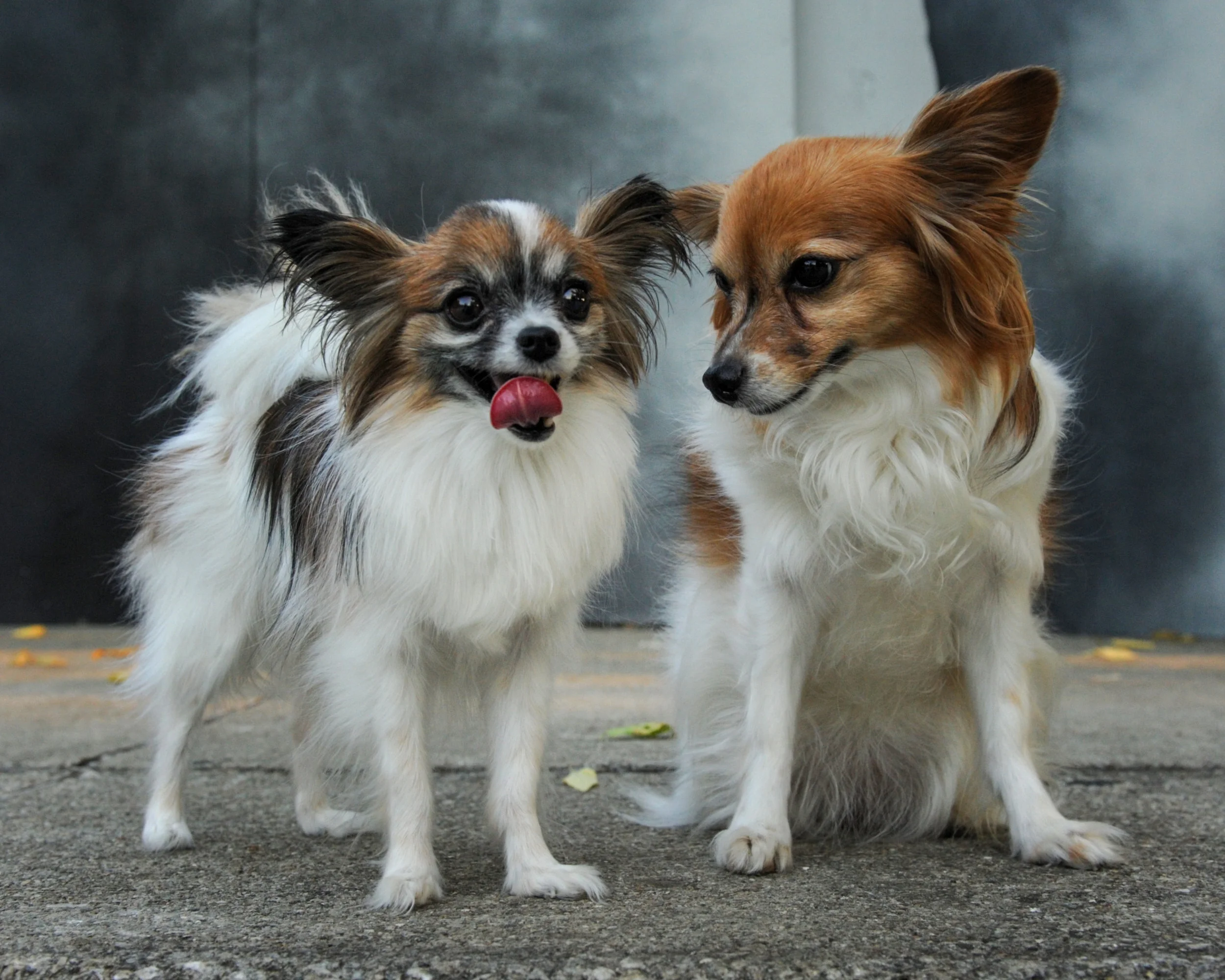 Dakota and Jersey (again)