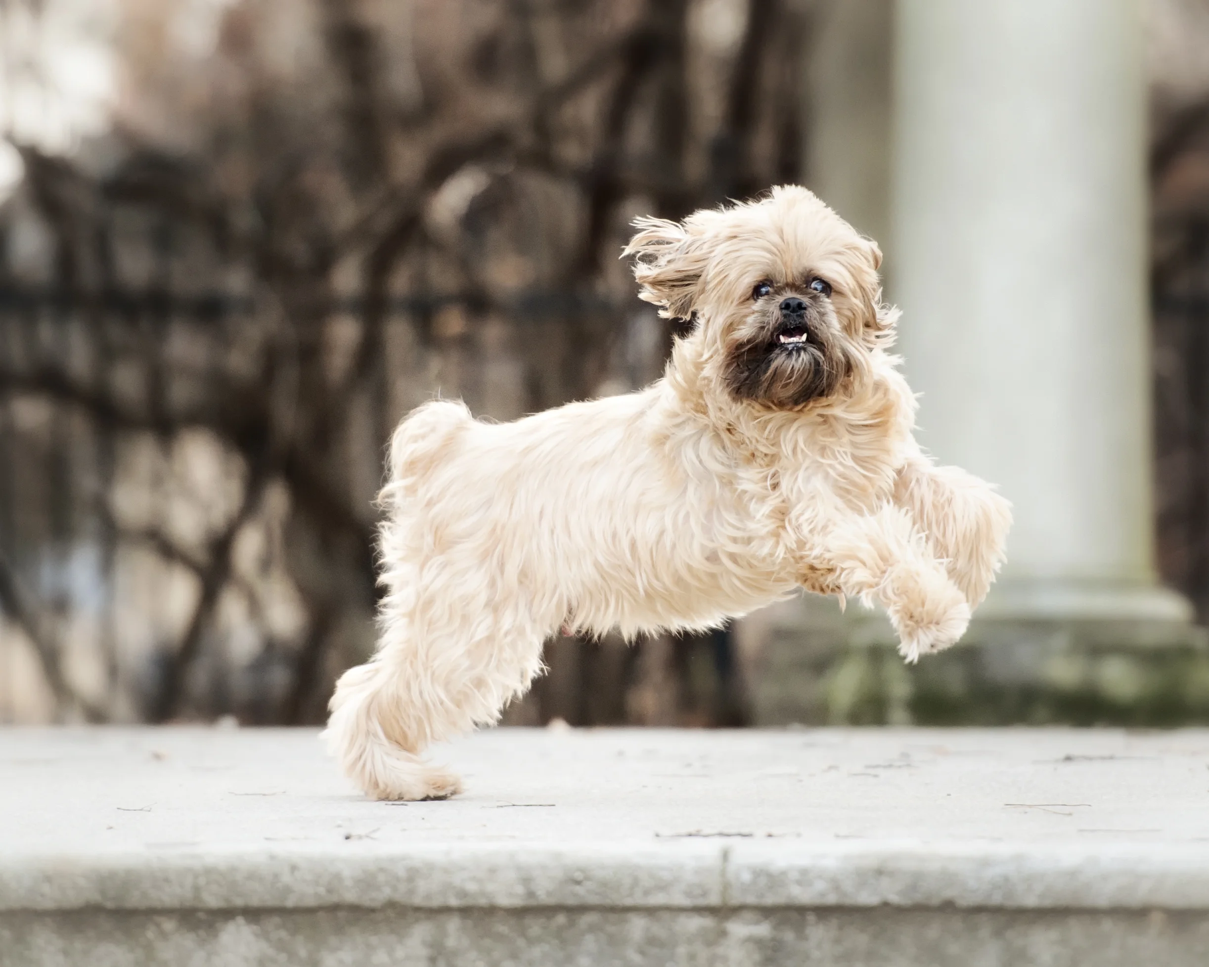 Verdelle ~ Brussels Griffon/Shi Tzu mix ~ 12 years