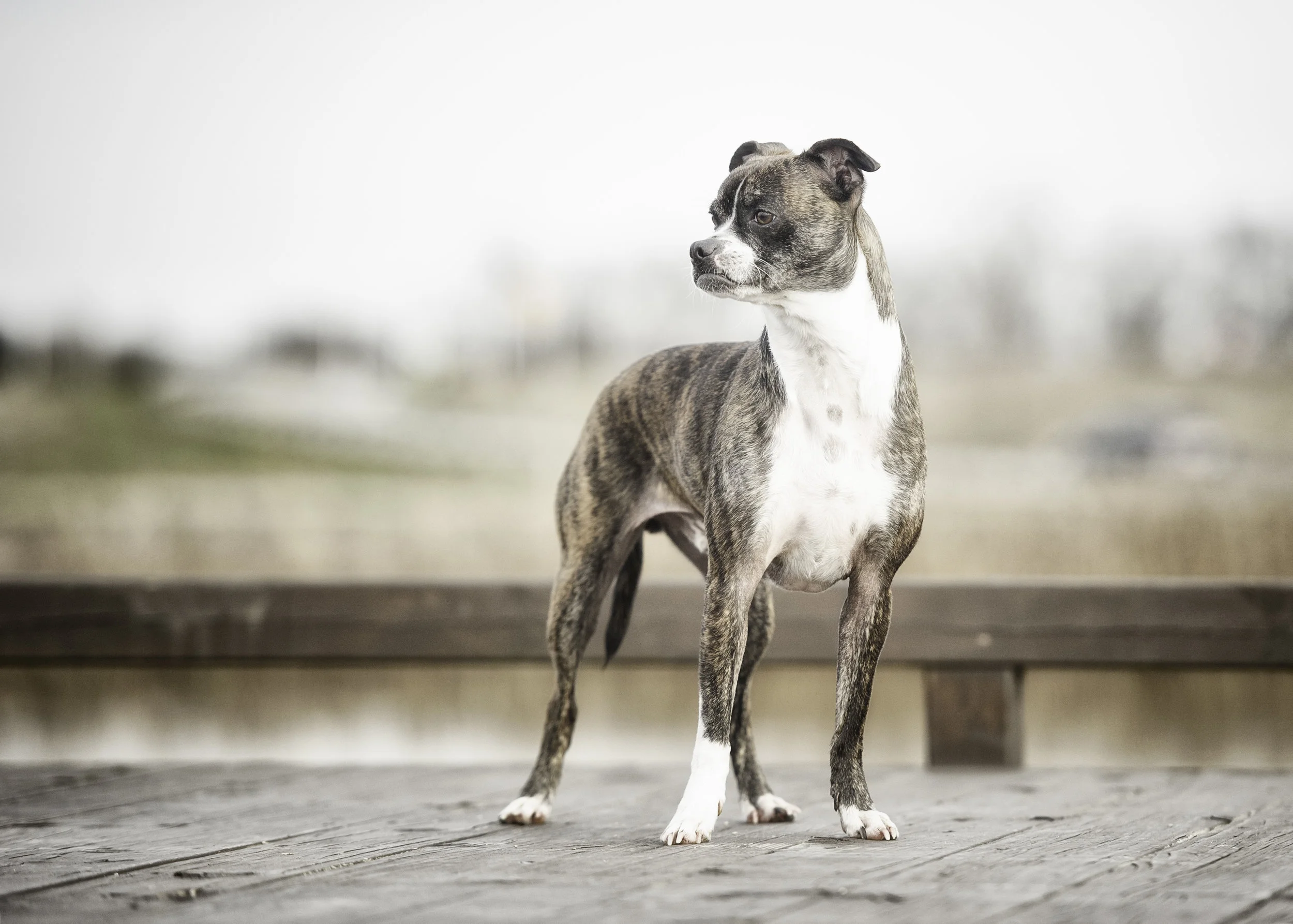 Gunner ~ mixed ~ 3 years