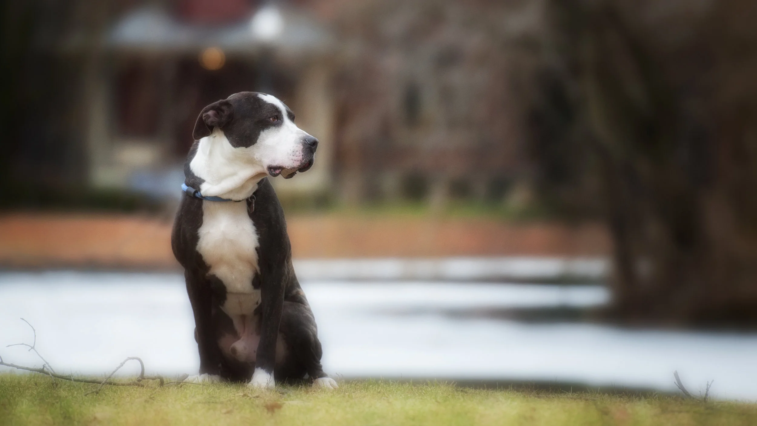 Hitch ~ American Bulldog/Great Dane mix ~ 3 years