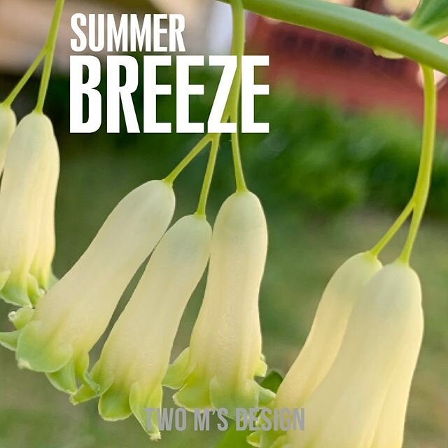 #twomsdesign #summer #breeze #summersolstice #optimism #hope #windsofchange #quarantine #graphicdesign #webdesign #uxdesign