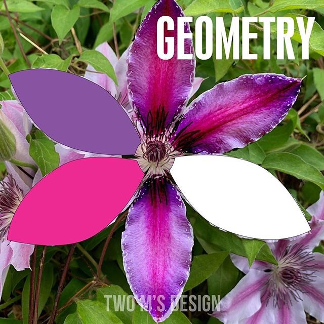 #twomsdesign #geometry #nature #art #perfection #clematis #purple #flower #quarantine #graphicdesign #webdesign #uxdesign