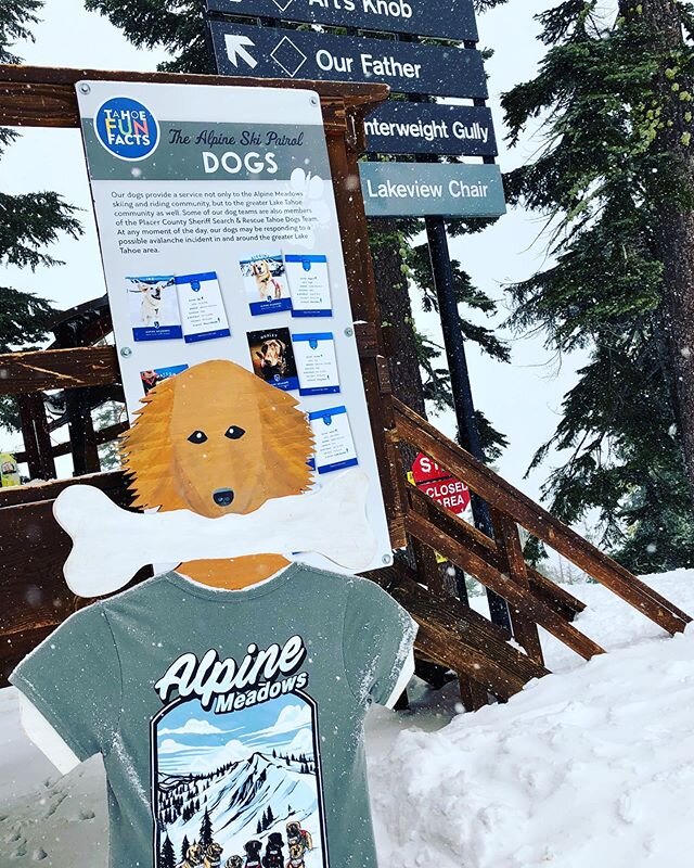 #snowdogs to the rescue at #alpinemeadows this weekend... Professional ski patrol!  @sierraavalanchedogs #laketahoe #squawvalley #tahoenationalforest