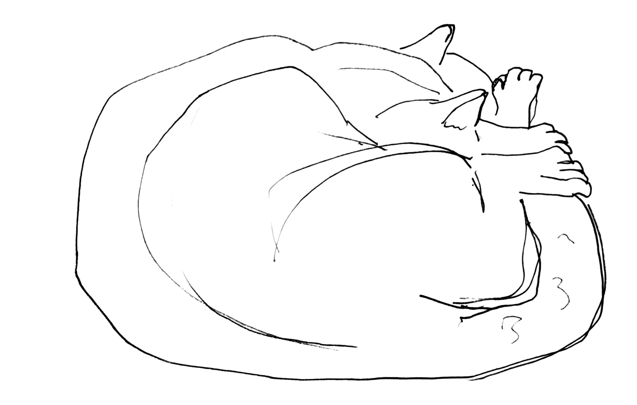 John Dubin Cat Sketch
