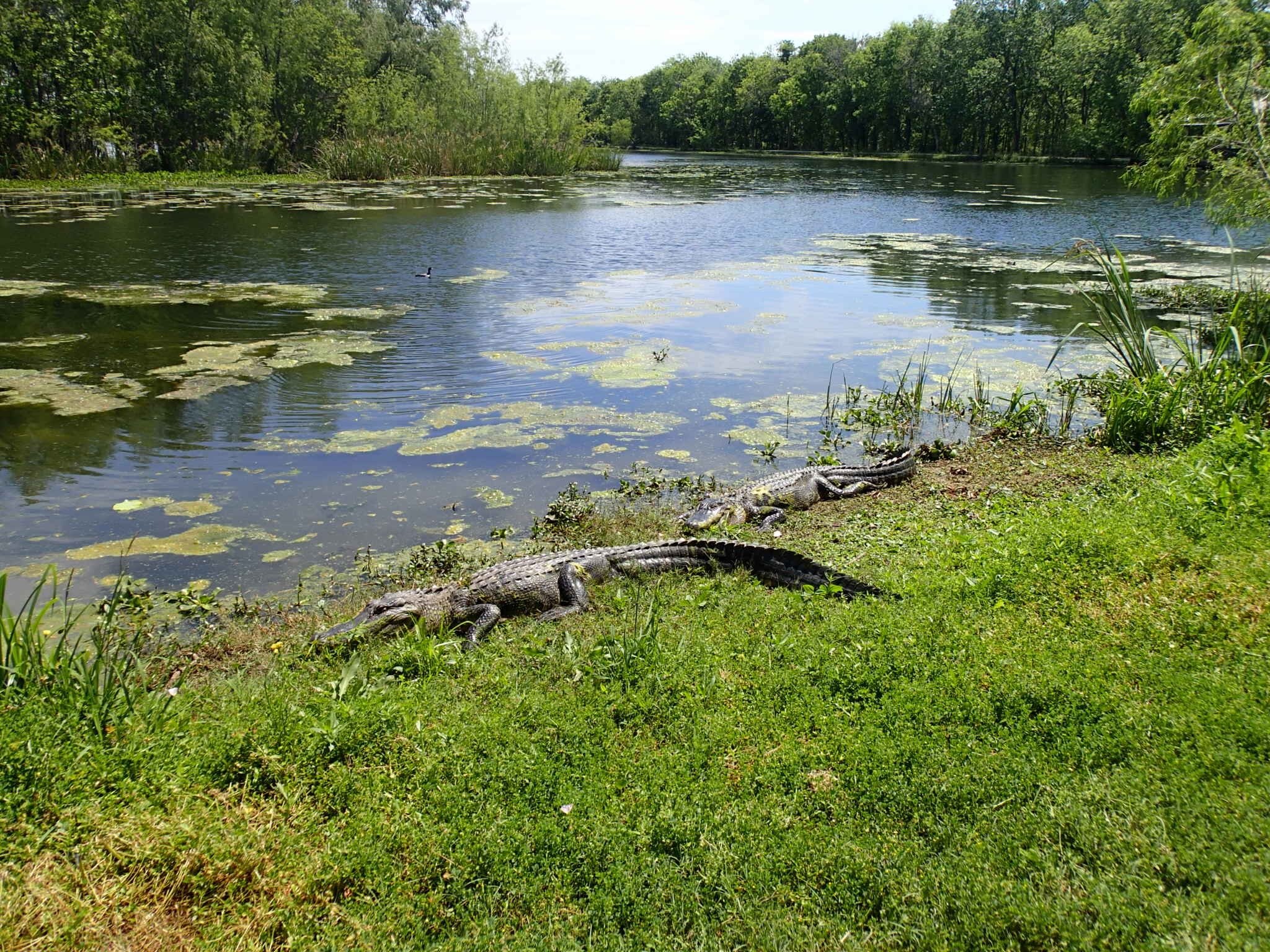 Brazos Bend State Park