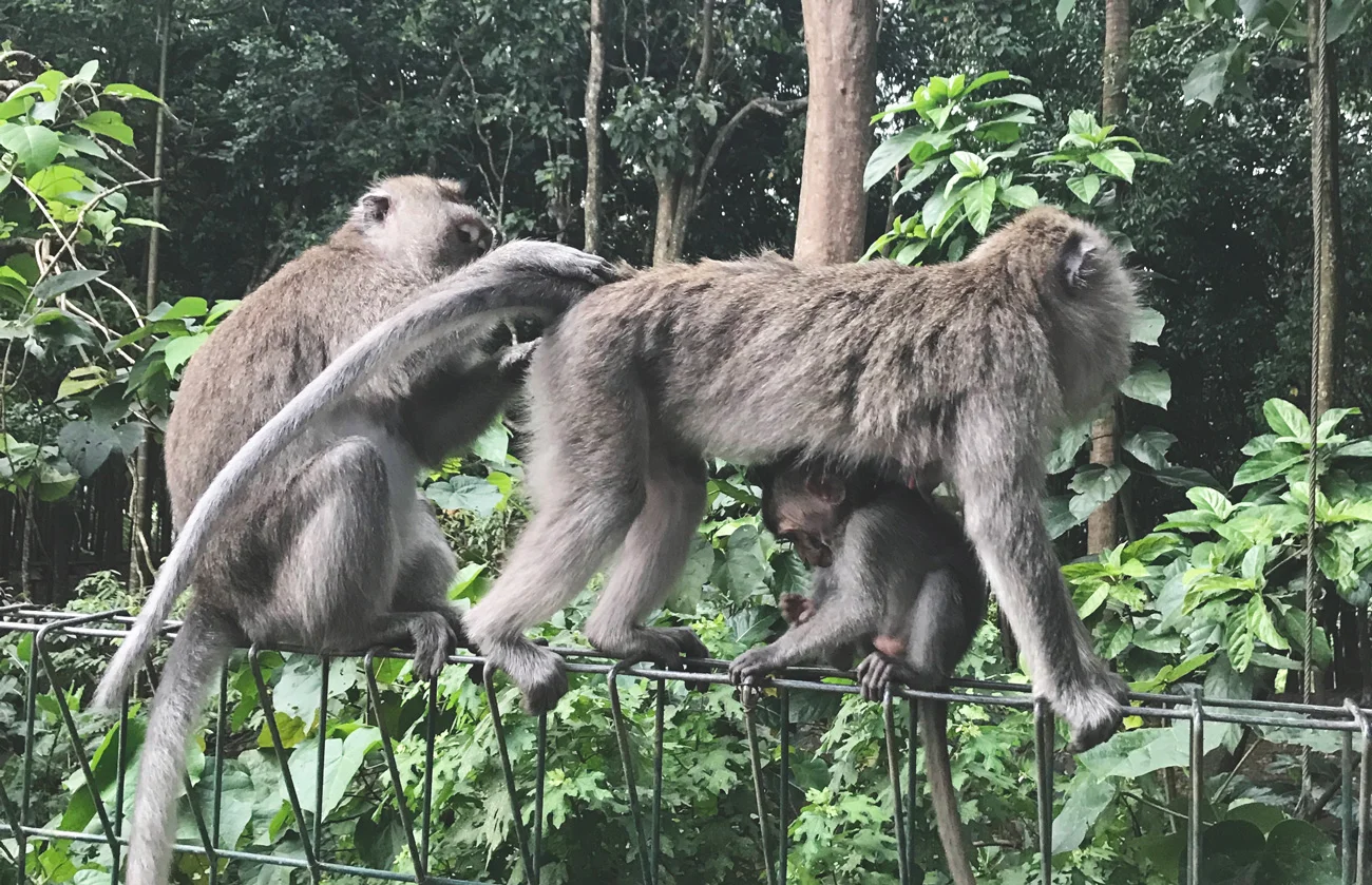monkeyforest.jpg