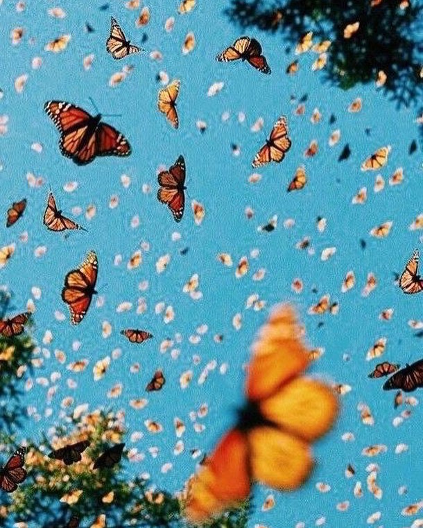 &ldquo;Perhaps this is what this season is all about; trusting in the unknowns, finding gold in the little things, trading fear of what&rsquo;s uncertain for freedom to thrive within it.&rdquo; -Morgan Harper Nichols 🦋 photo found on @pinterest  #bo