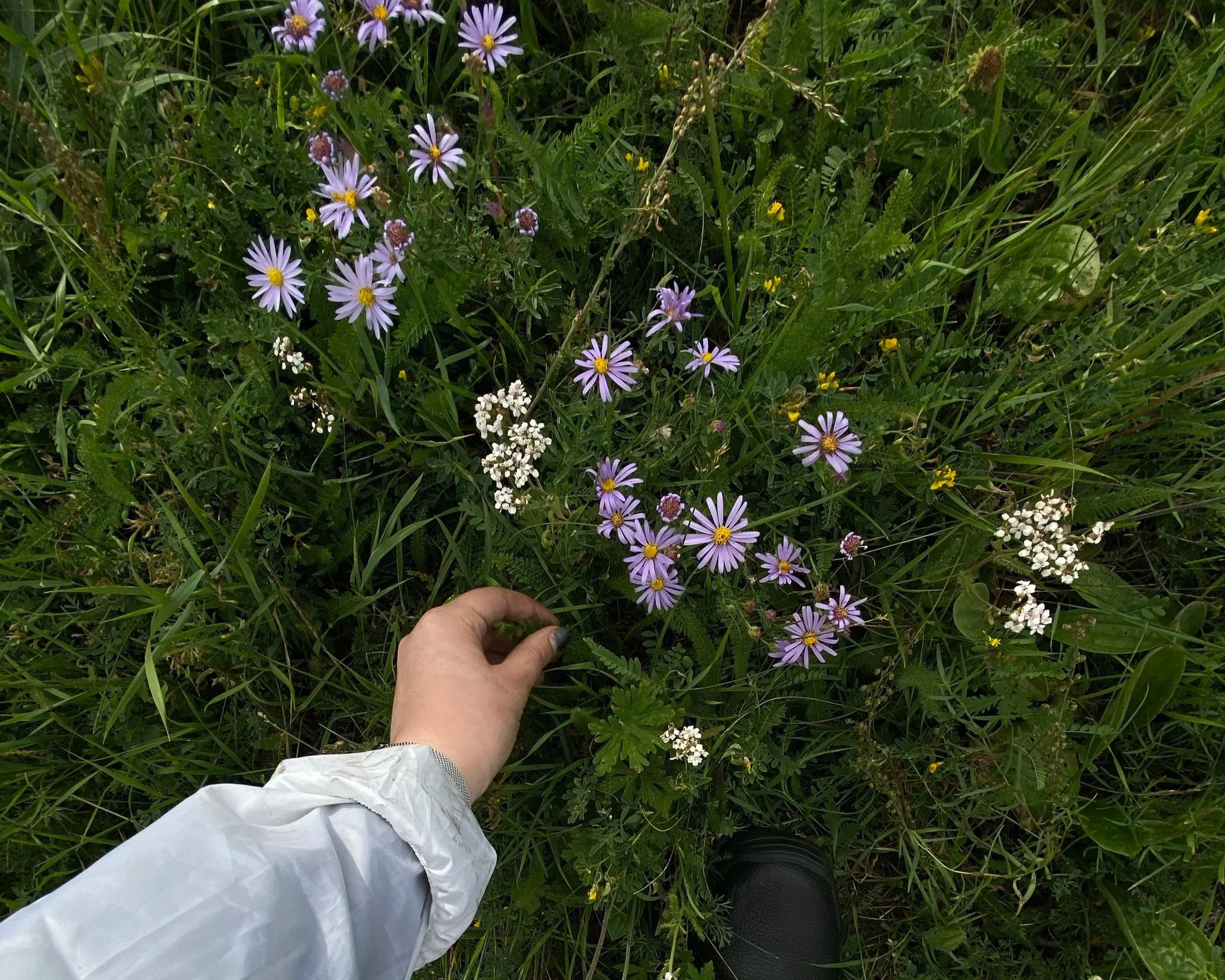 A woman's hand reaches out to pick white, purple, and yello wildflowers in a sea of luscious grasses