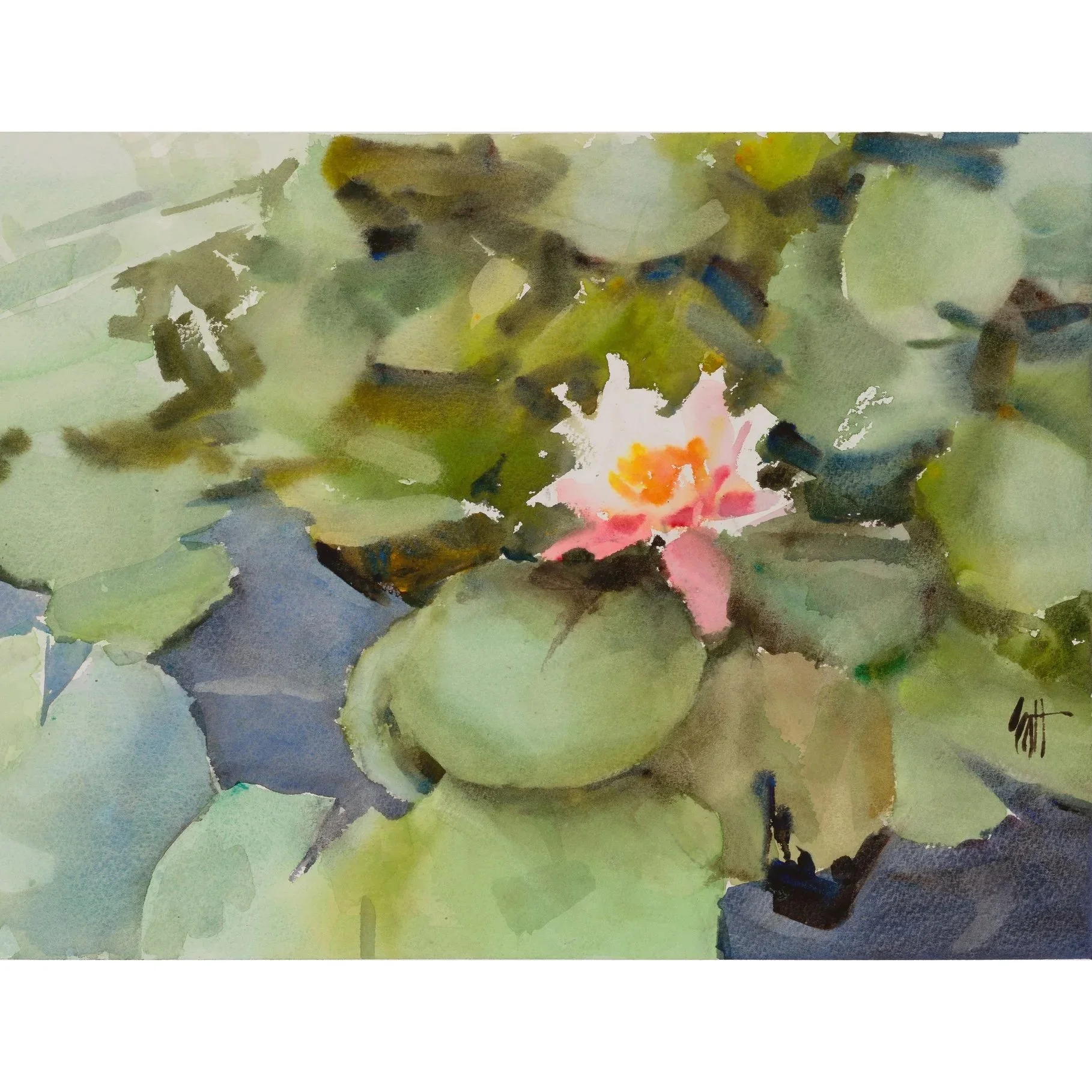 water+lilies+2025.jpg