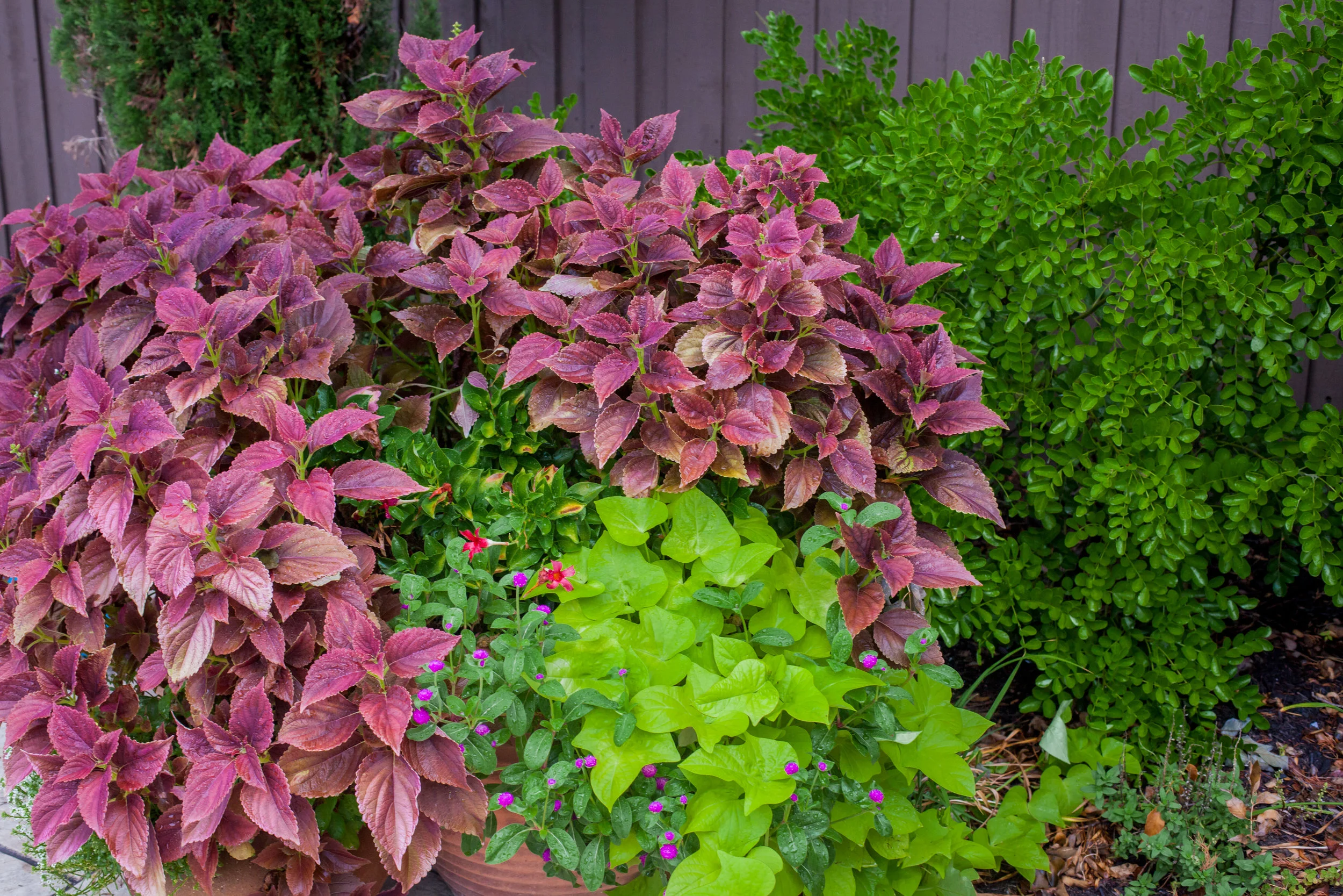fig & hibiscus-204.jpg