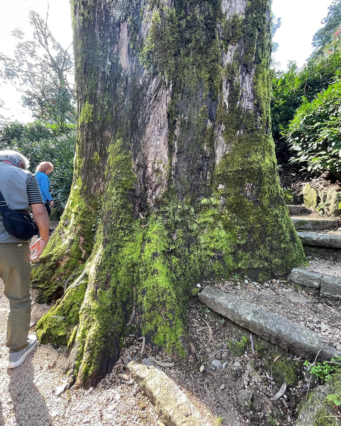 Base of a eucalyptus tree. It&rsquo;s Been around awhile. These gardens have been around since their creation in the 1600&rsquo;s.  The region is very wet and rainy- so much that the irrigation system is rarely used.