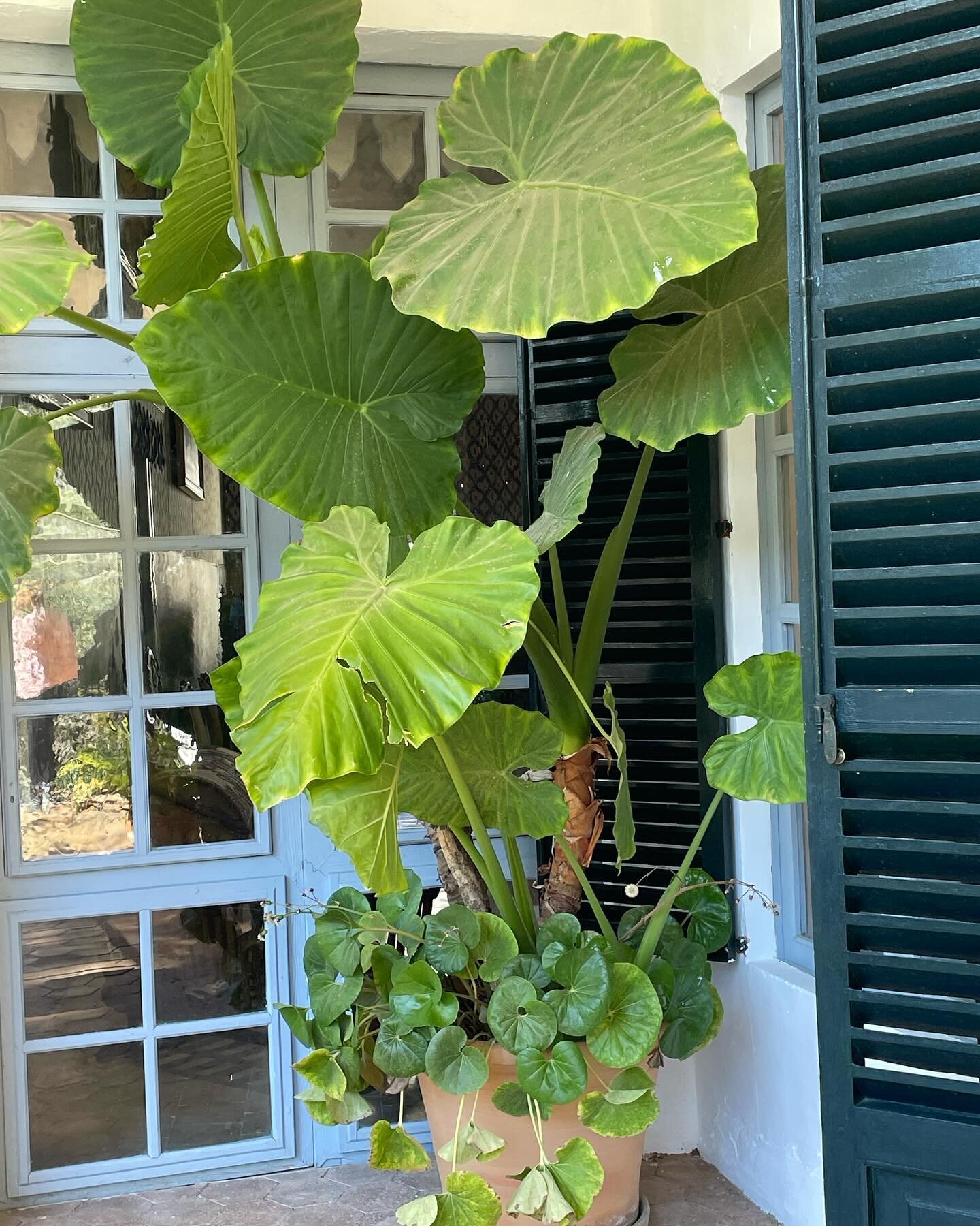 Leapard plant below and giant elephant ears. Great combination