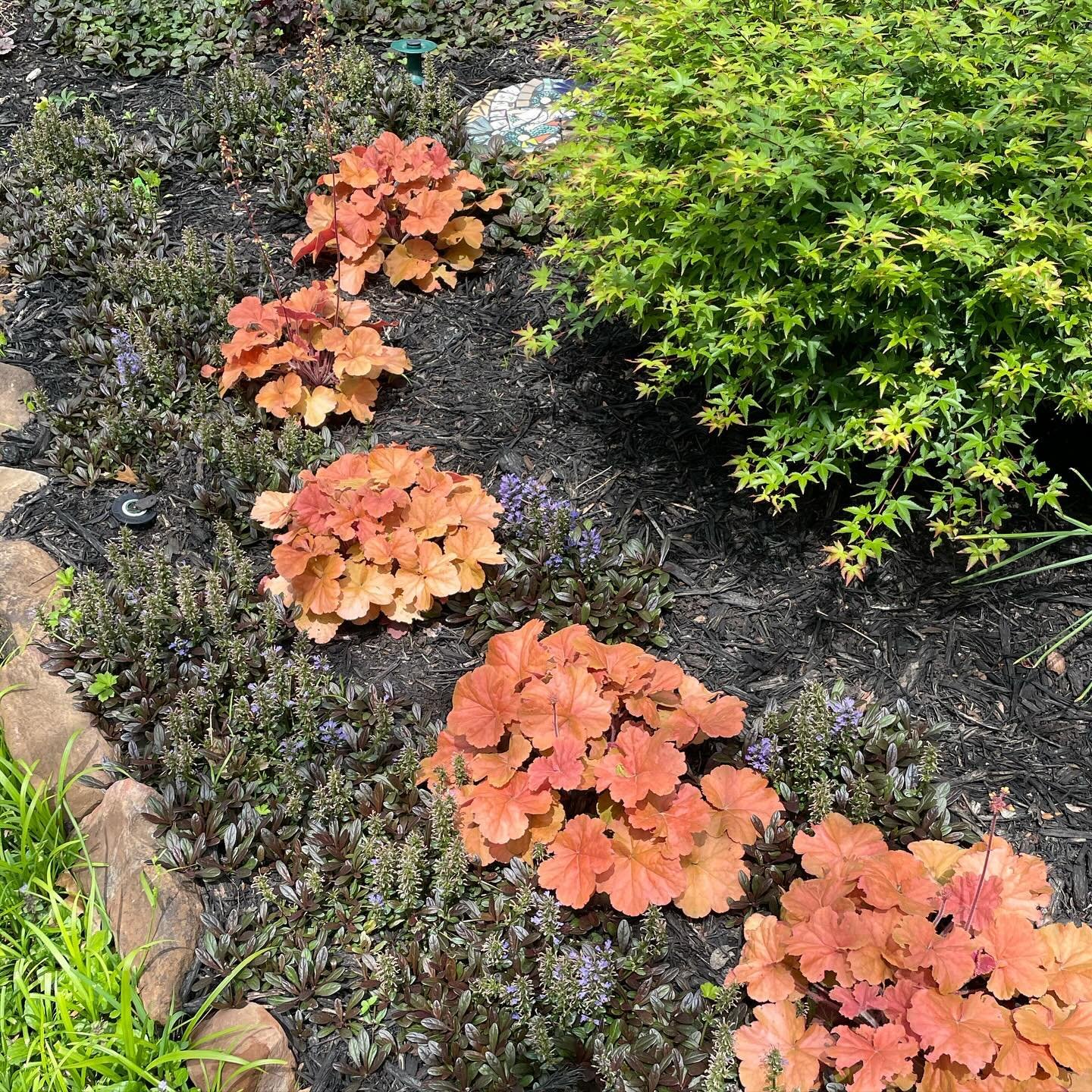 Peachy coral bells with chocolate chip ajuga and candy corn spires. Sweet