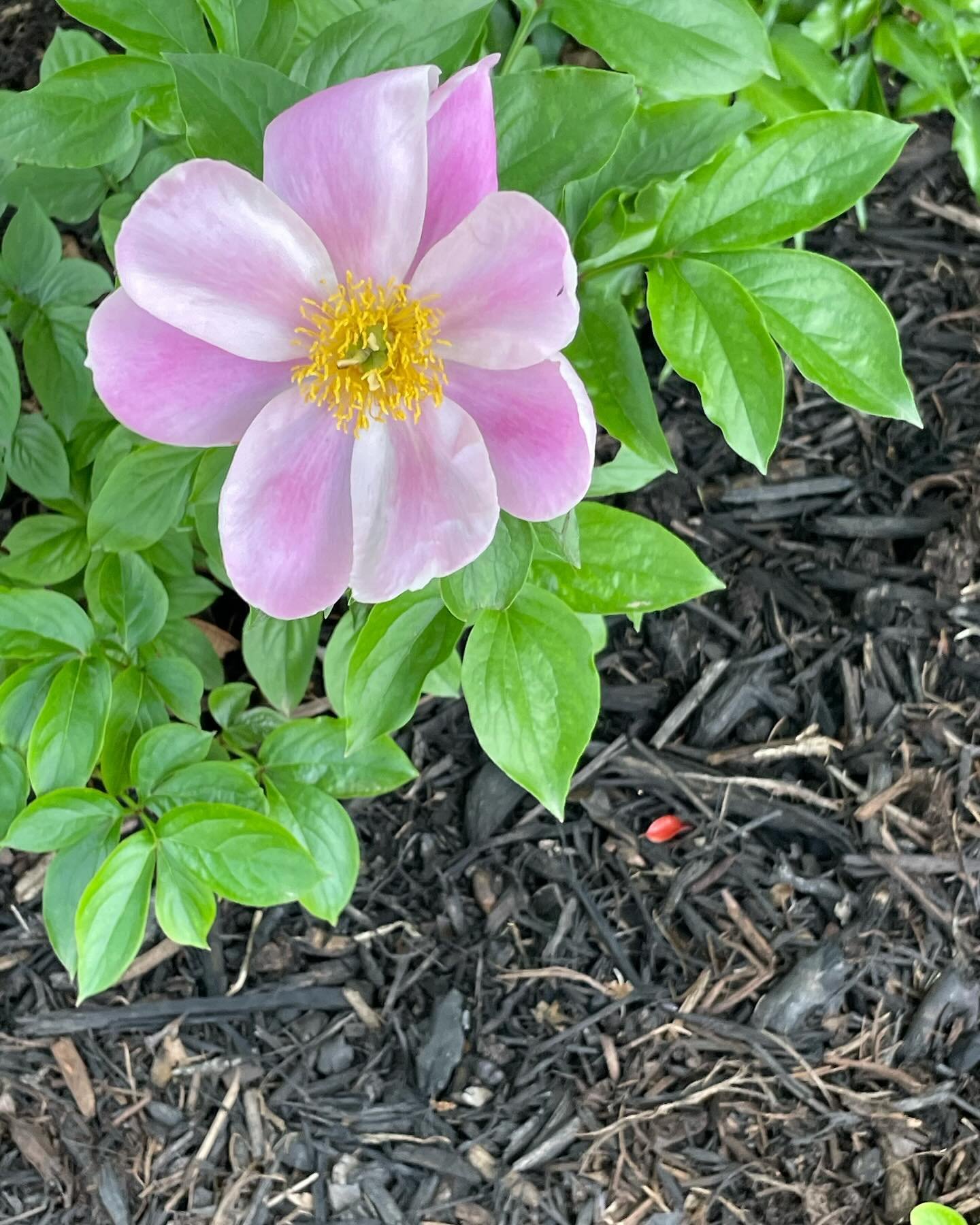 Peonies are blooming. Yay