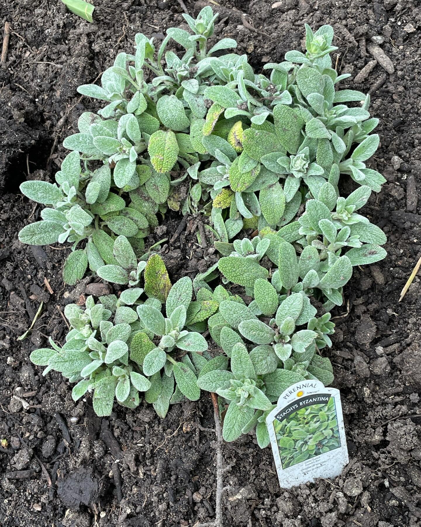 Cute new lambs ear