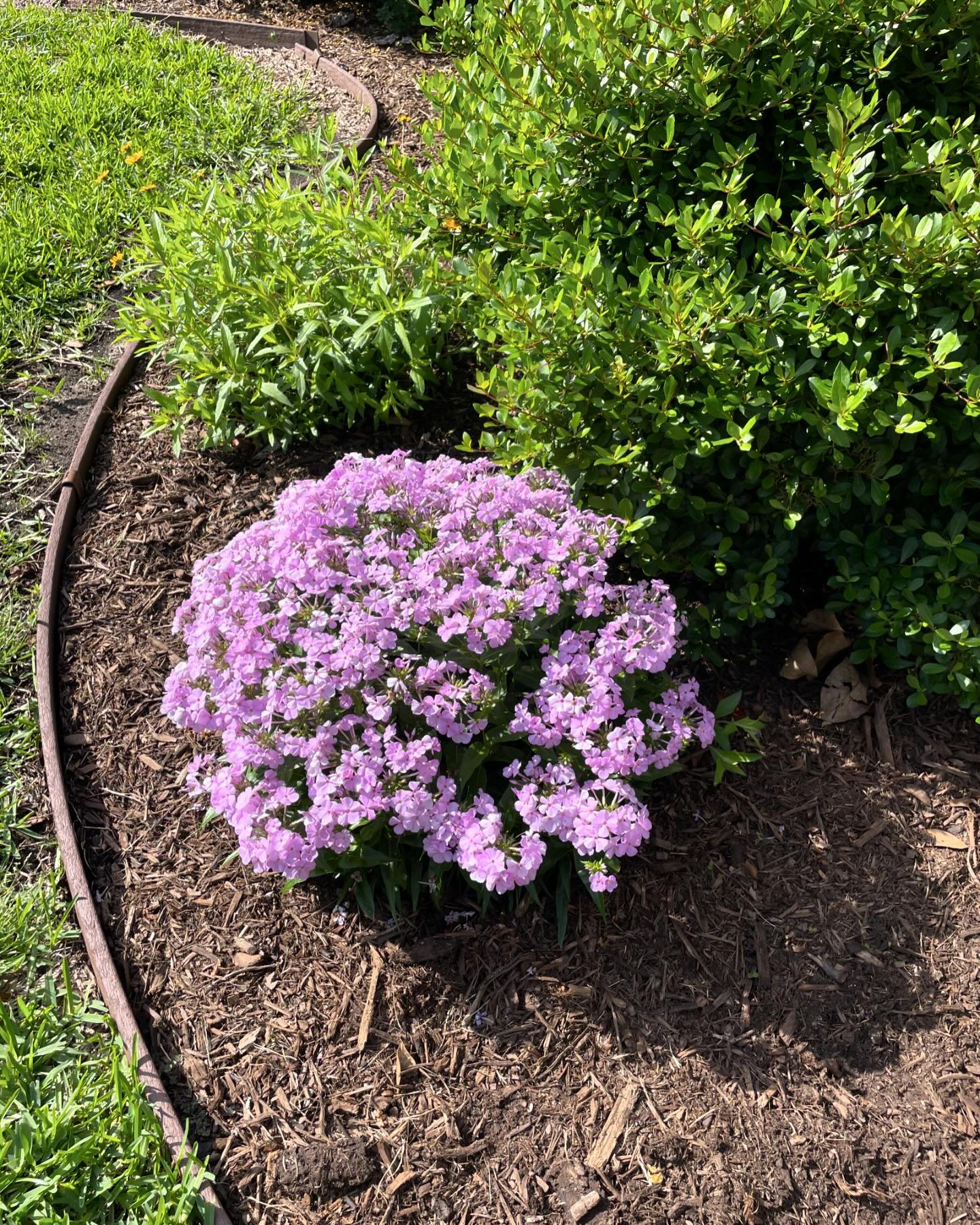 Great color on this phlox