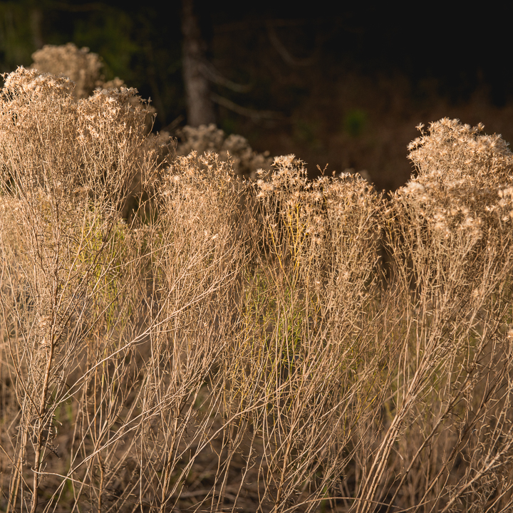 Dry Grass