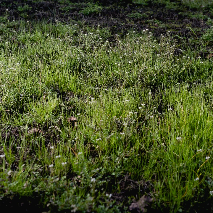 Wet Grass