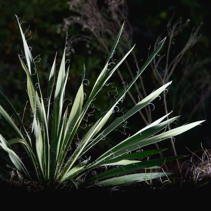 Saw Grass