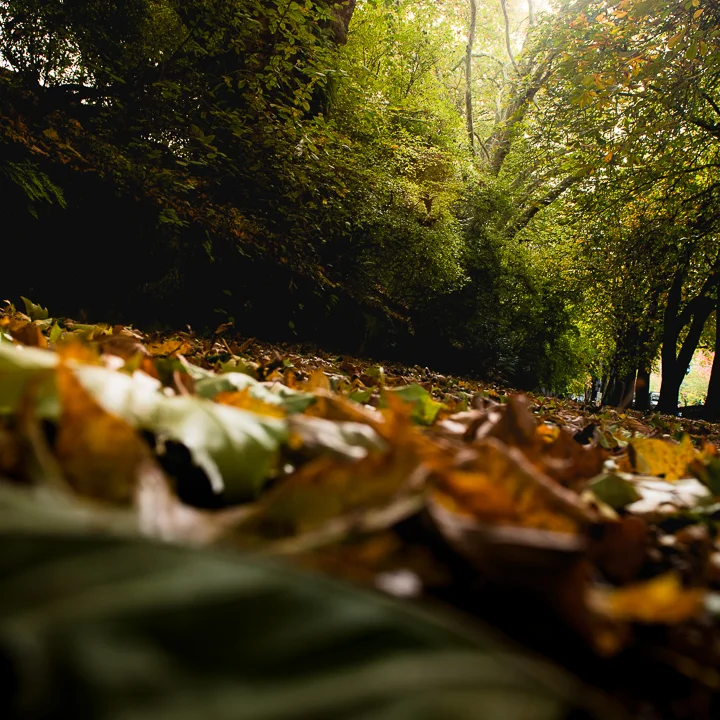 Dry Leaves