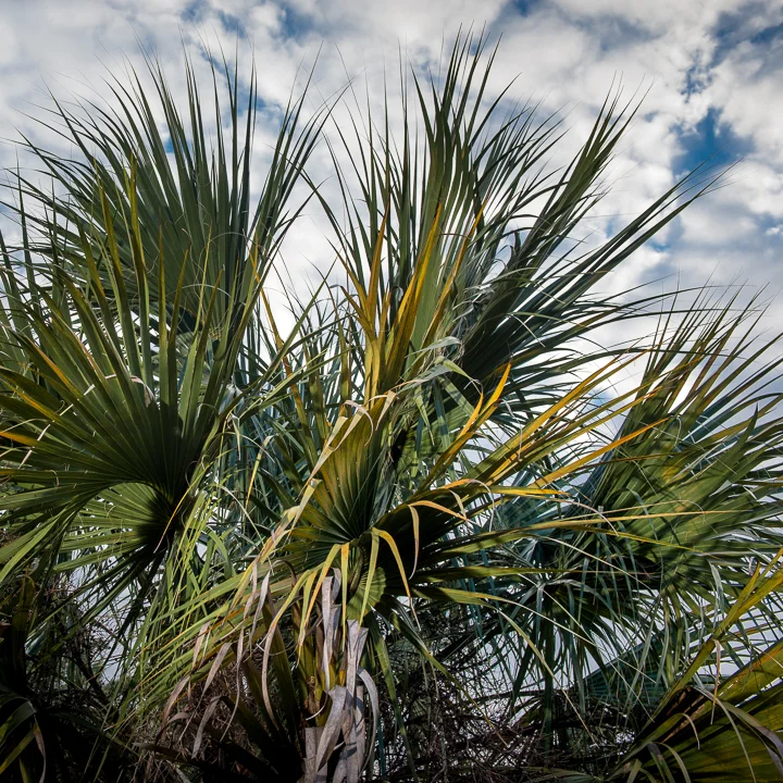 Palm Frond