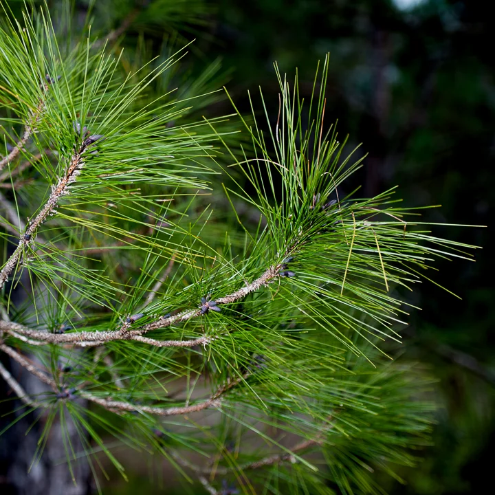 Pine Branch