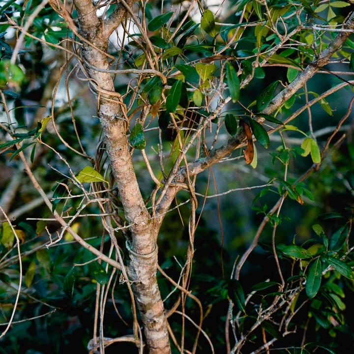 Leafy Branch