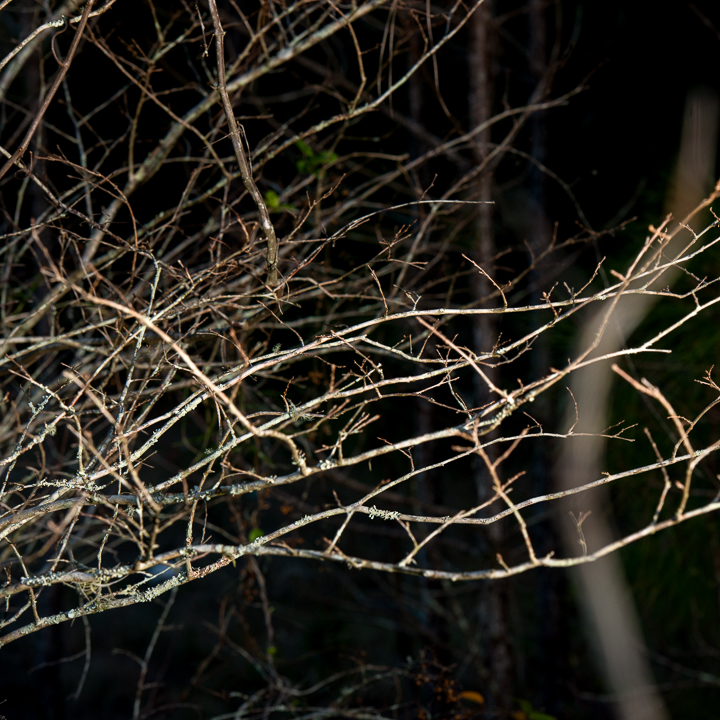 Twigs Sticks and Branches