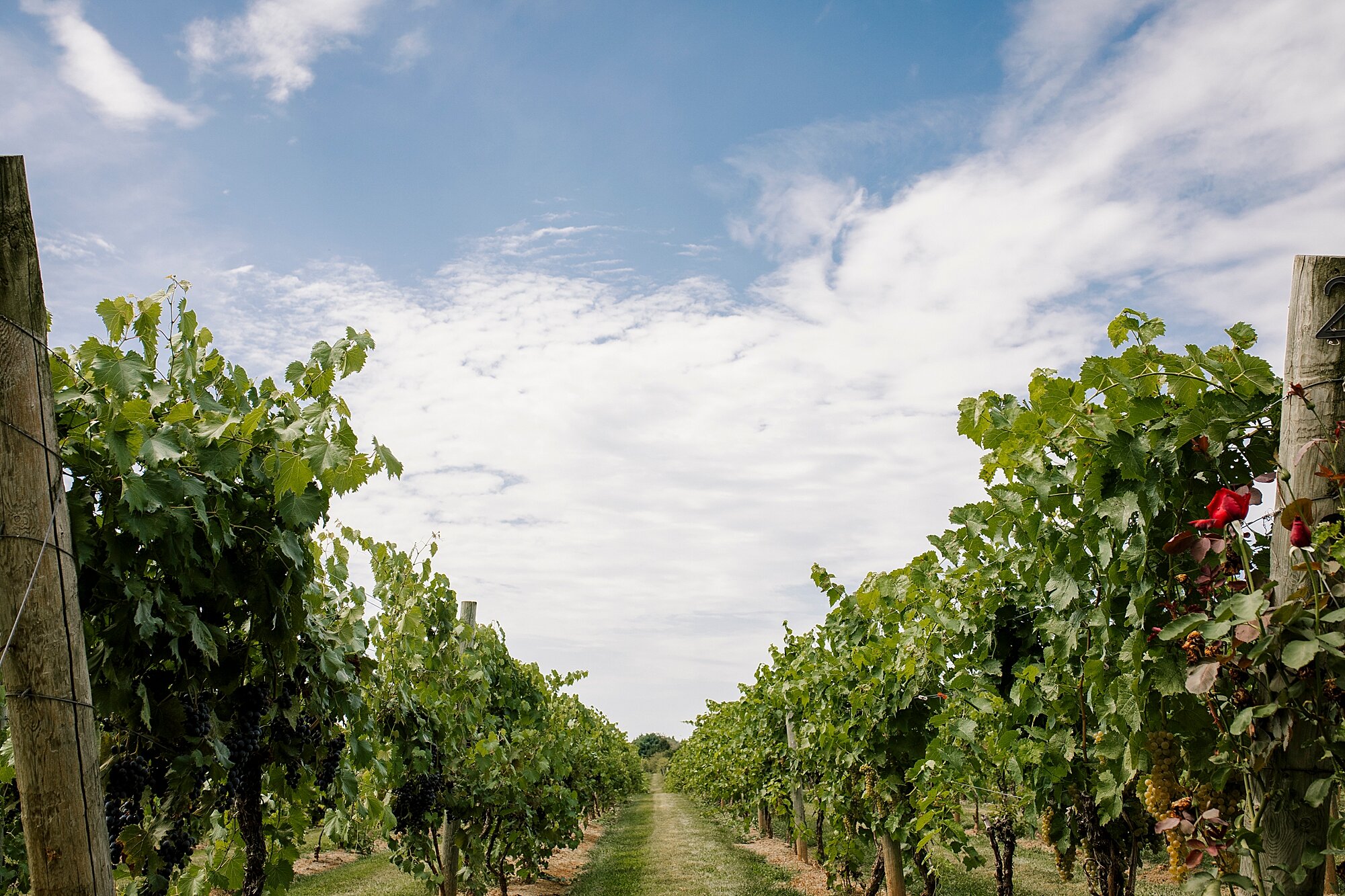 01_Love_by_Joe_Mac_Philadelphia_Wedding_Gay_LGBT_photography_Crossing_Vinyard_PA__0002.jpg