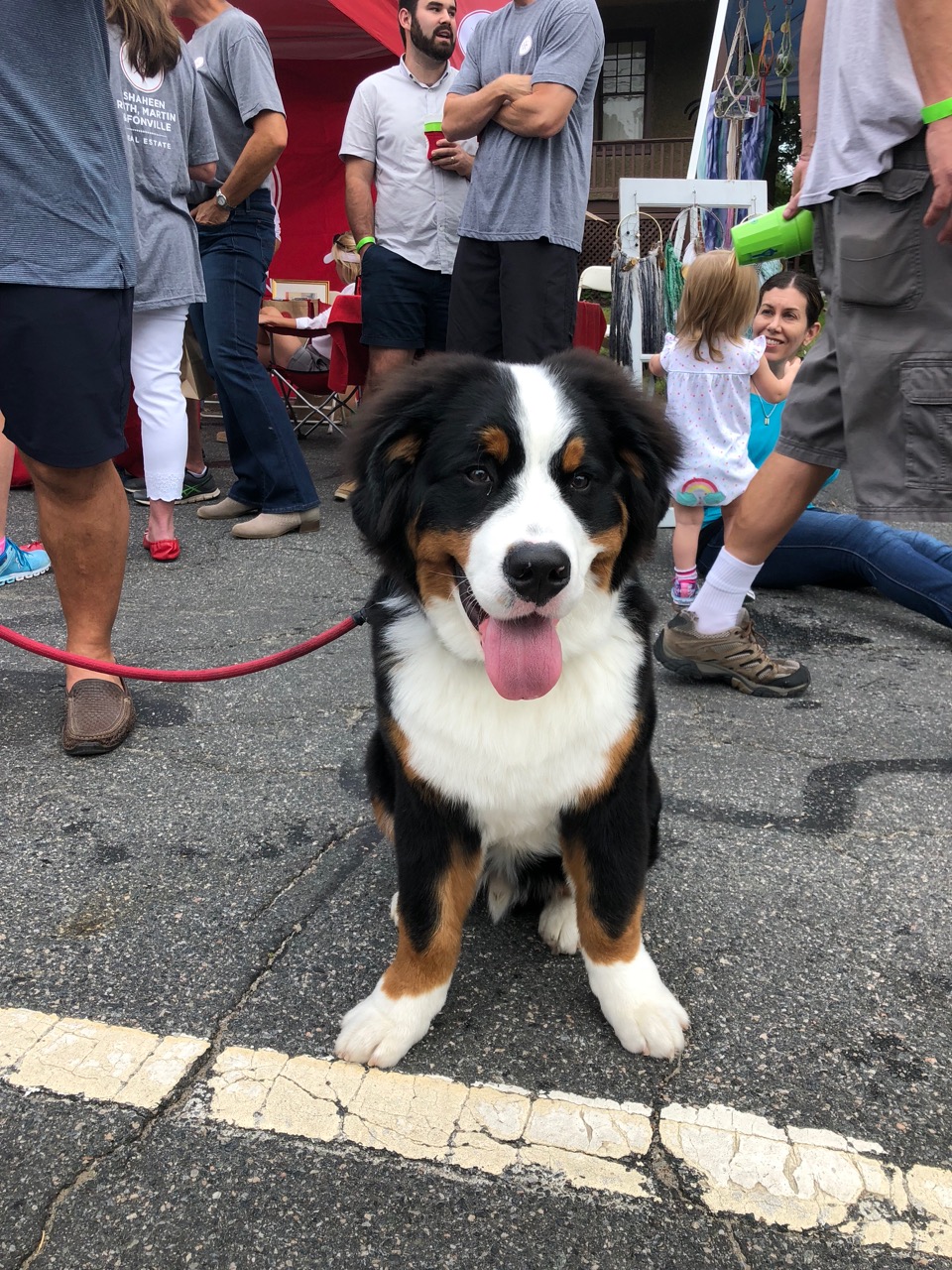 Bermese_mountain_dog_puppy_party_on_the_avenues_richmond_Virginia