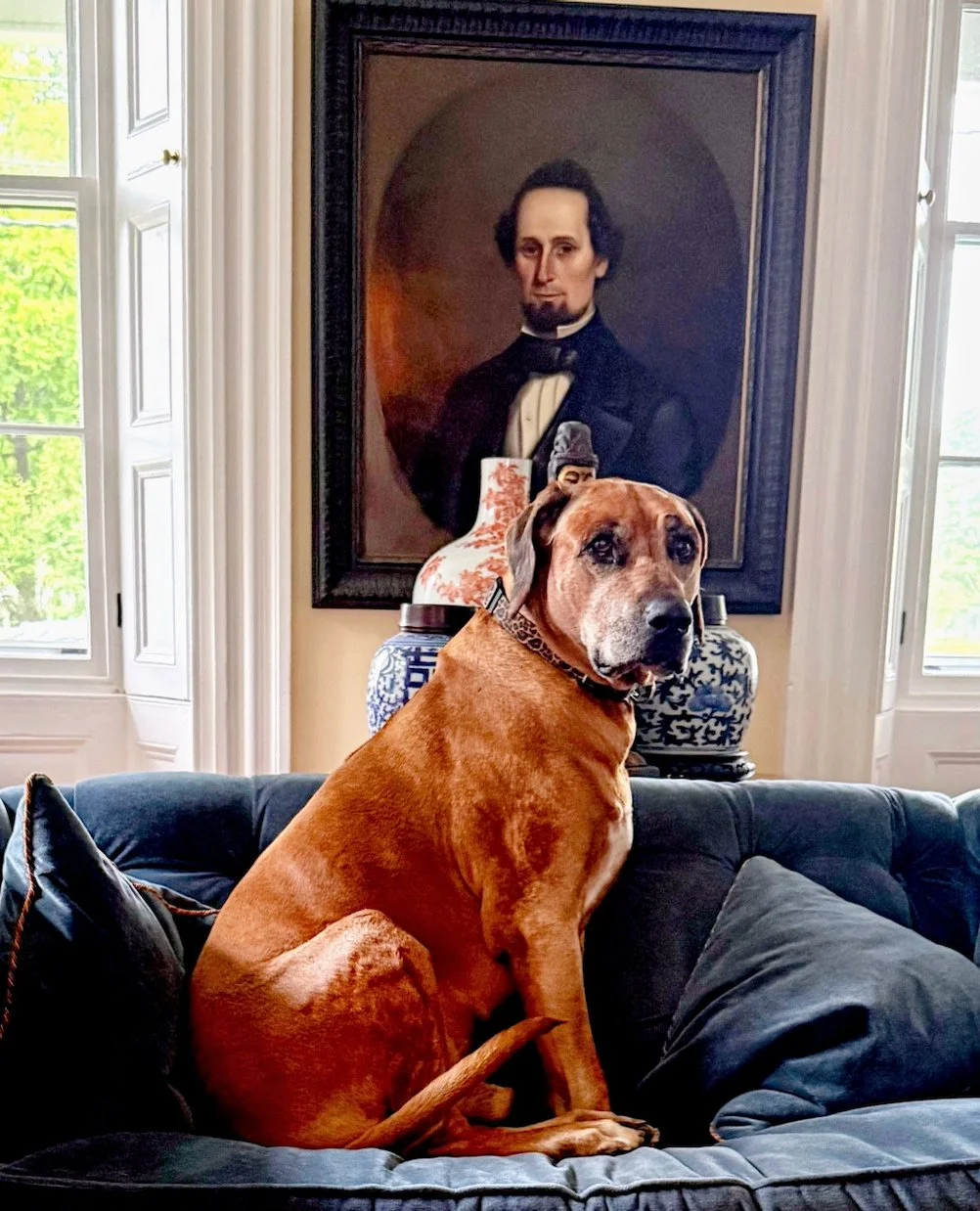 I have so much love for my client's animals!  I have had the pleasure to &quot;work&quot; with so many sweeties! 😍  A favorite client sent this recent photo of his baby in response to a post I sent him about Rhodesian Ridgebacks being bred to hunt d