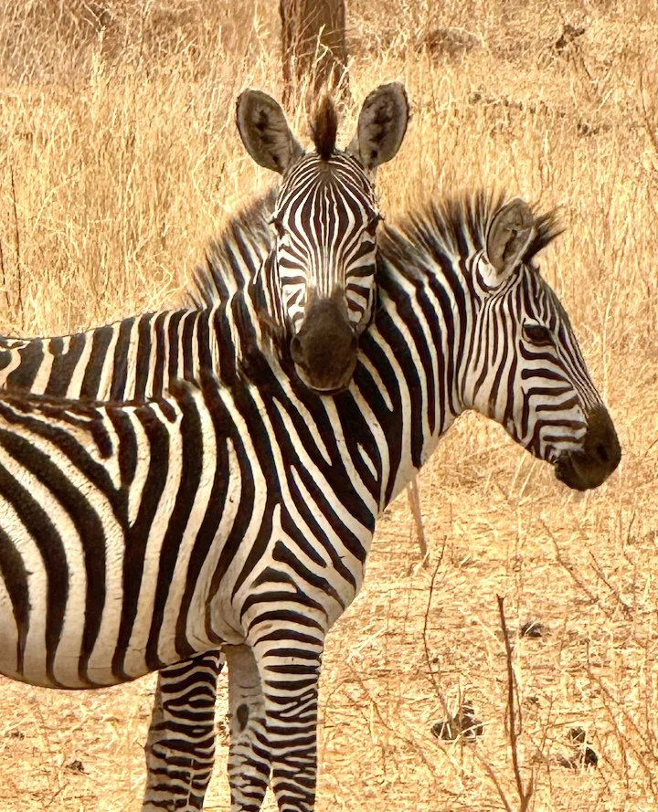 During our time in Africa, we encountered an array of incredible wildlife, yet the zebras captured my heart the most. Their distinct stripes stretch from their manes to their tails and from their ears down to their hooves. It's easy to see why their 
