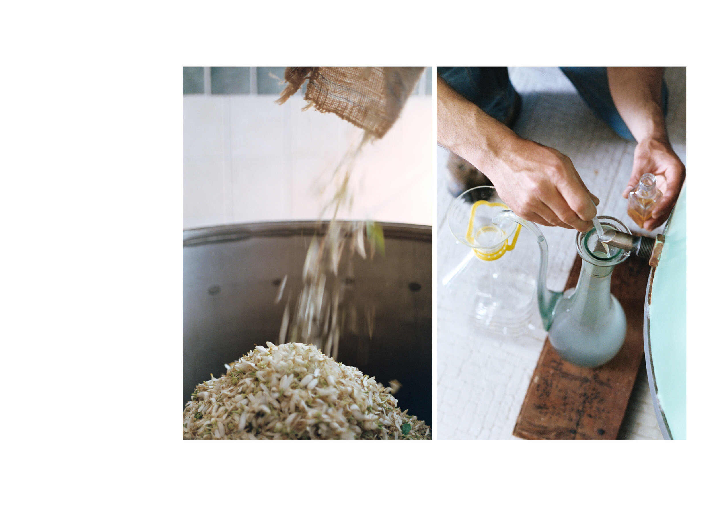 Orange Blossom Harvest