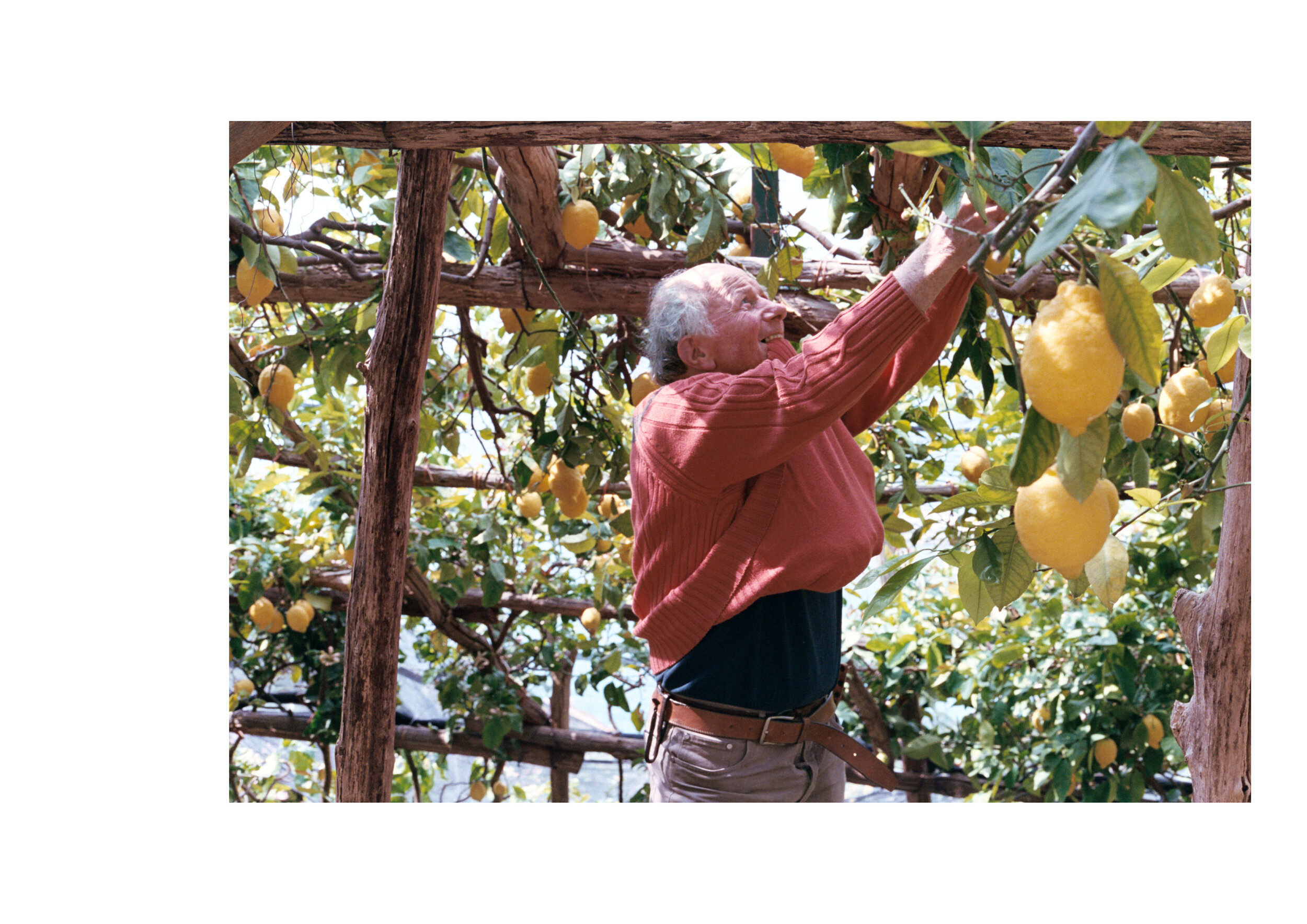 Lemon Harvest