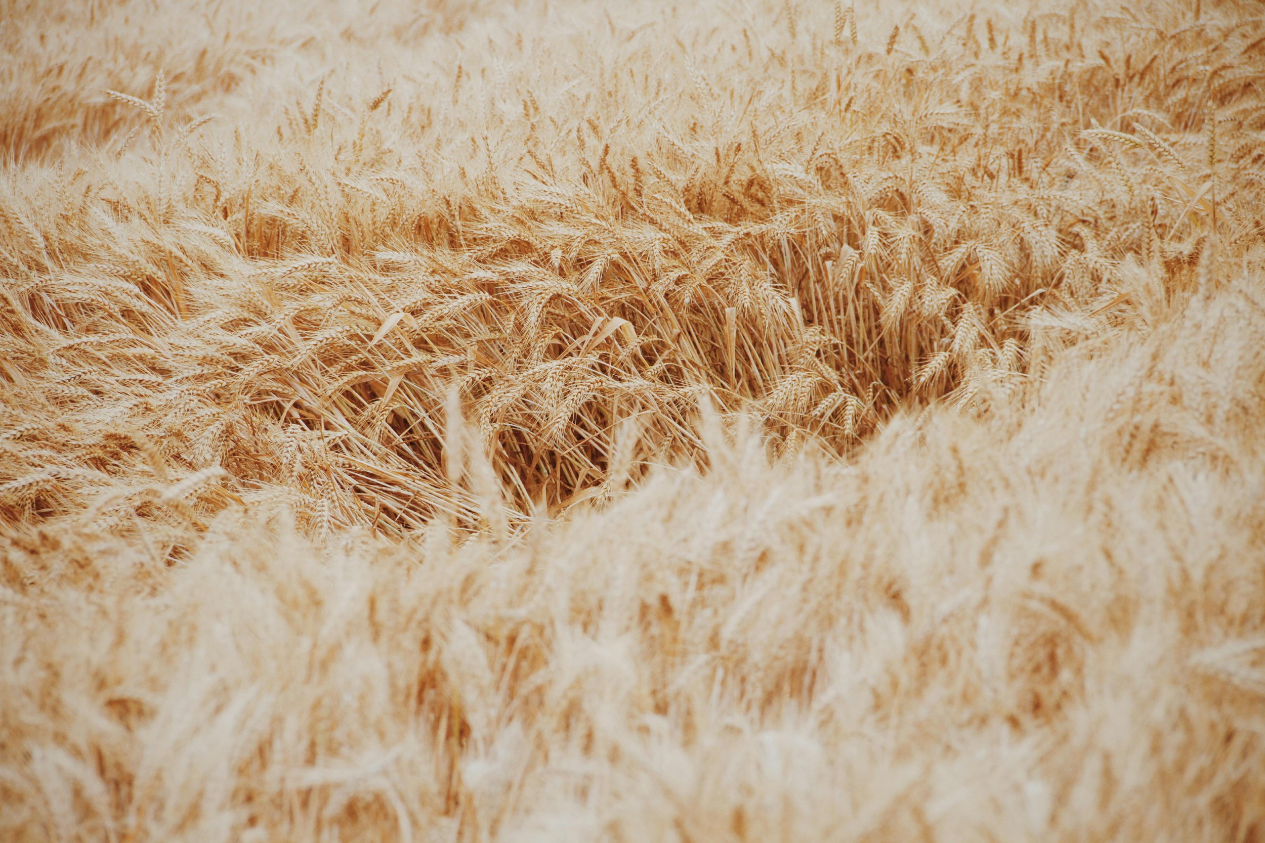 The Fields are White for Harvest