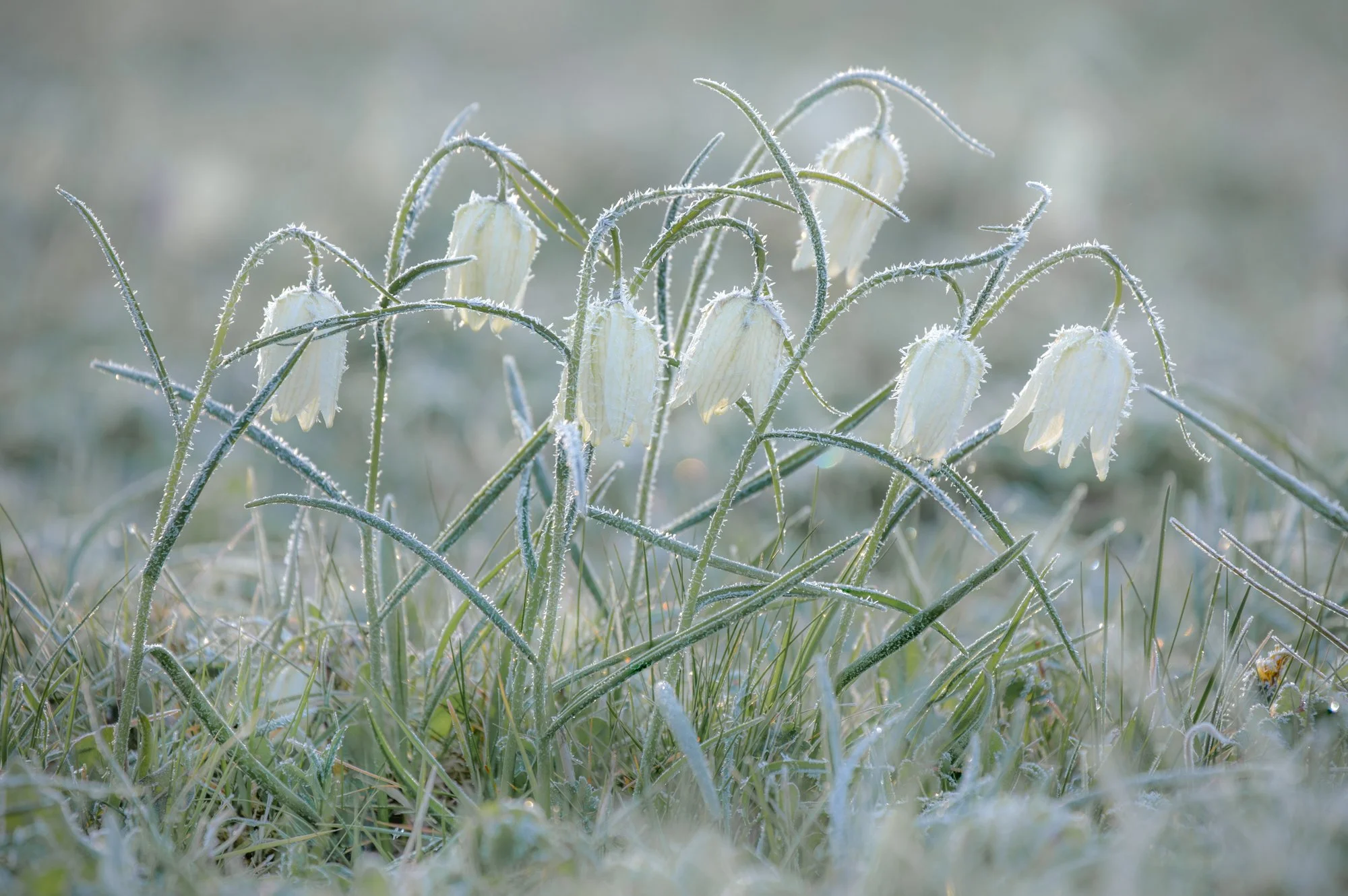 Frosted Fritillaries-2.jpg