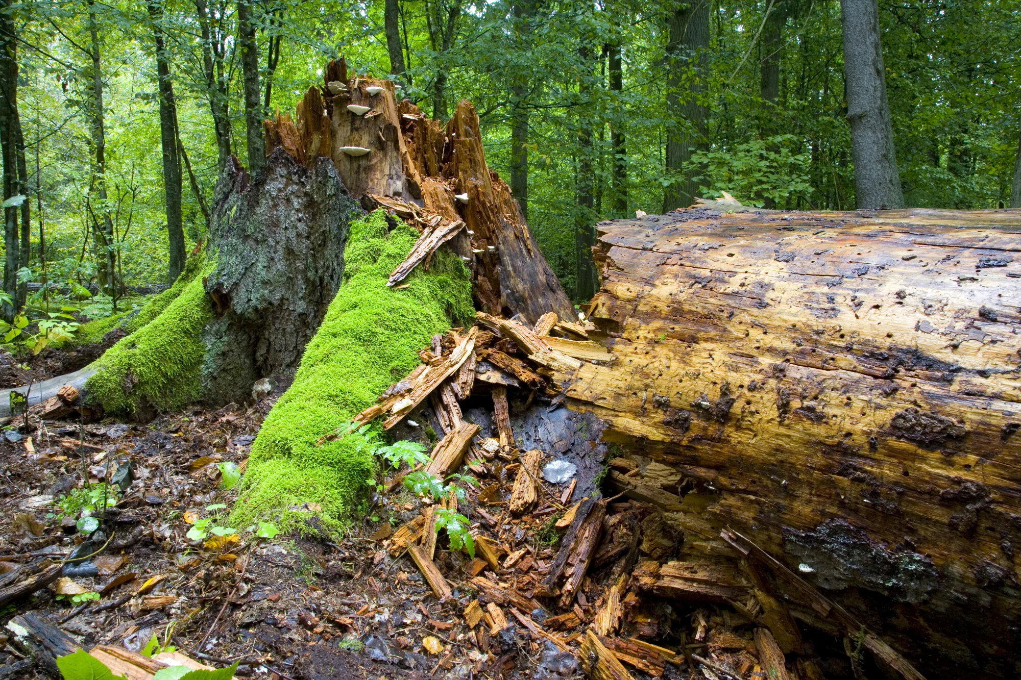 Fallen Spruce