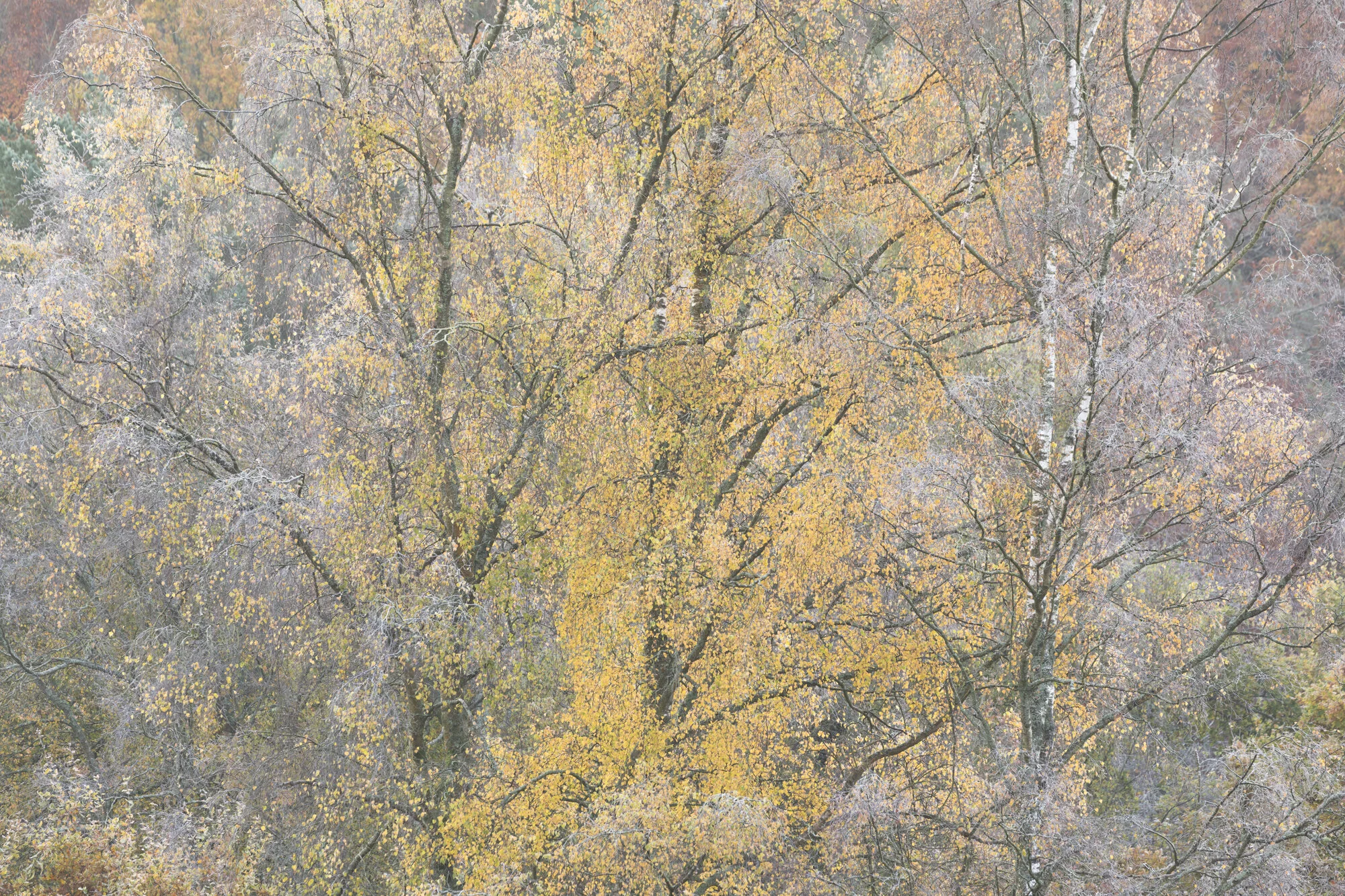 For Squarespace-0304.jpg