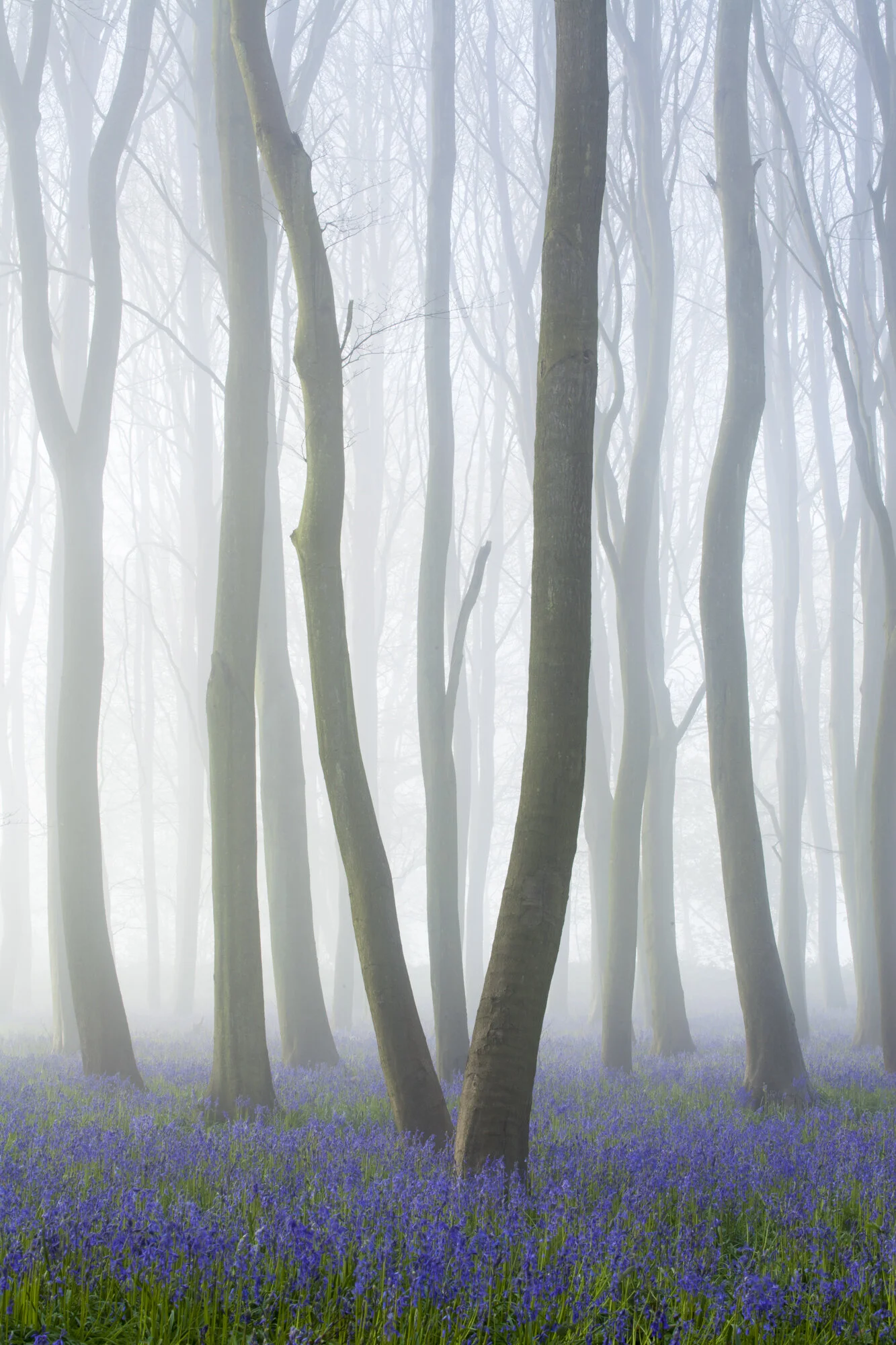 Blubell mist-4520.jpg