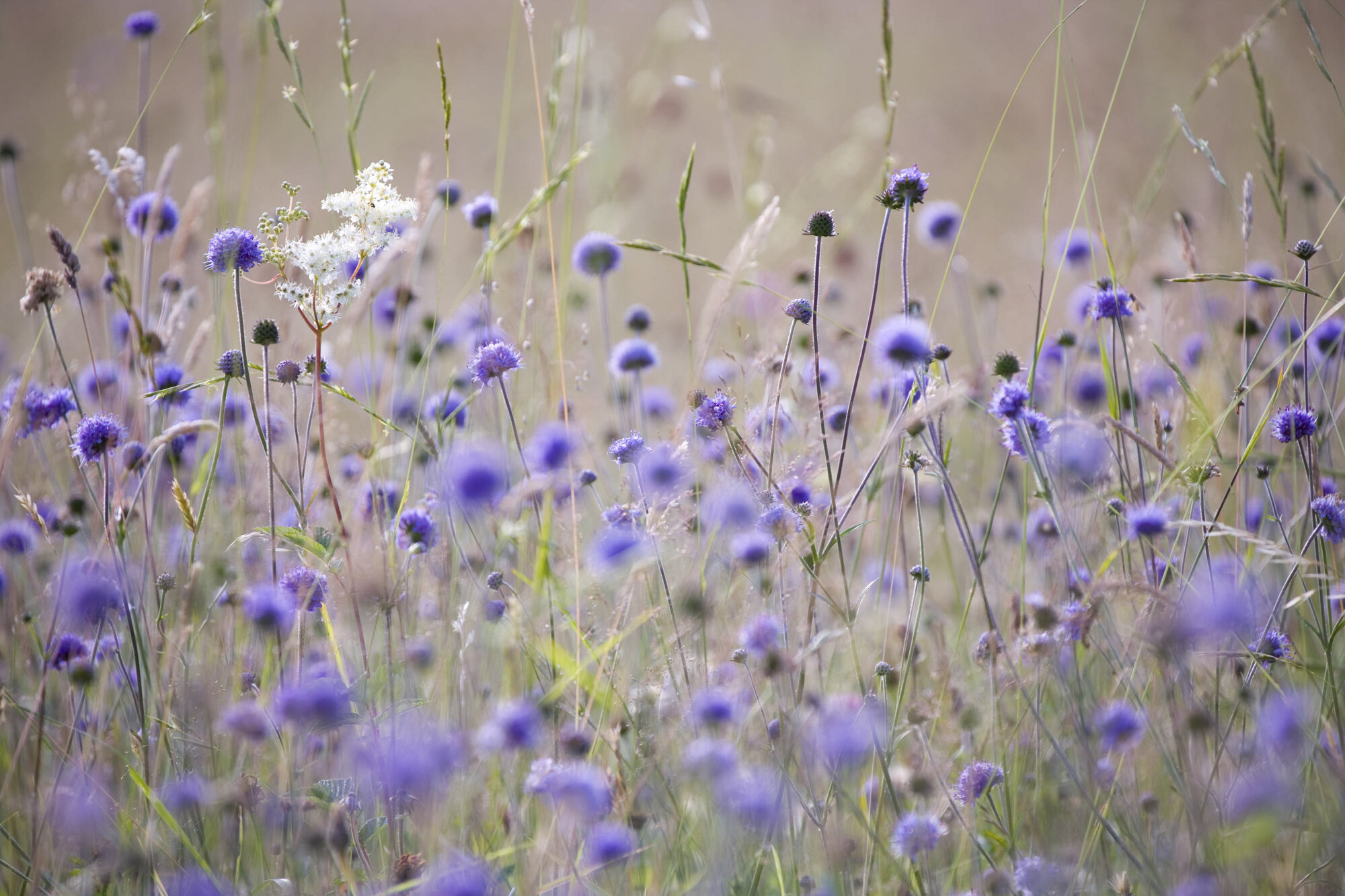 For Squarespace-9807.jpg