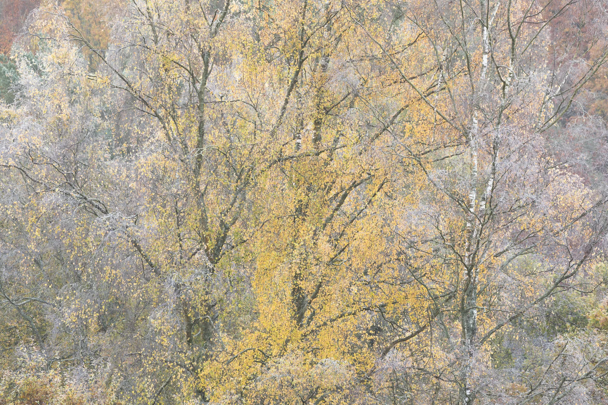 Birch tapestry-0304.jpg