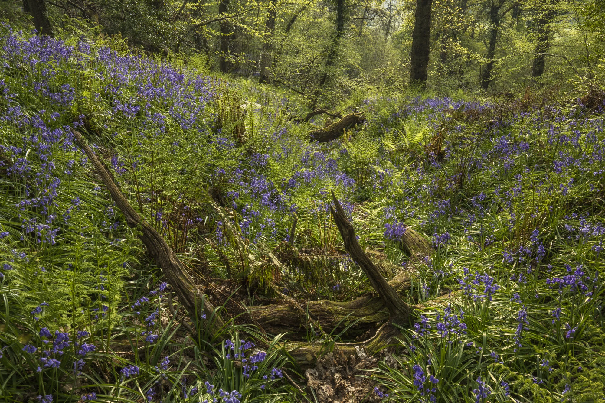 Where the wild things grow-9987.jpg