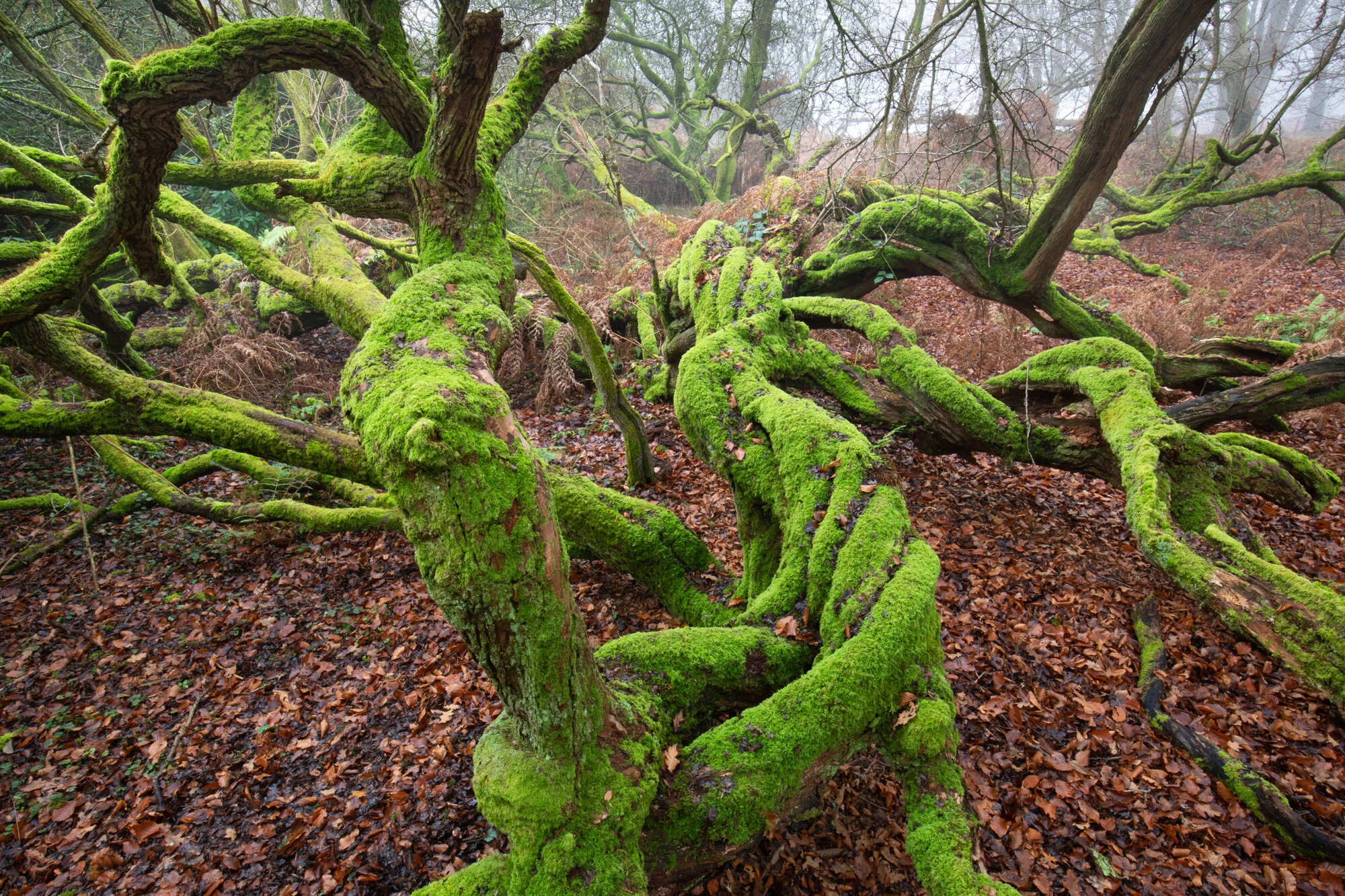 Twisted Hawthorn
