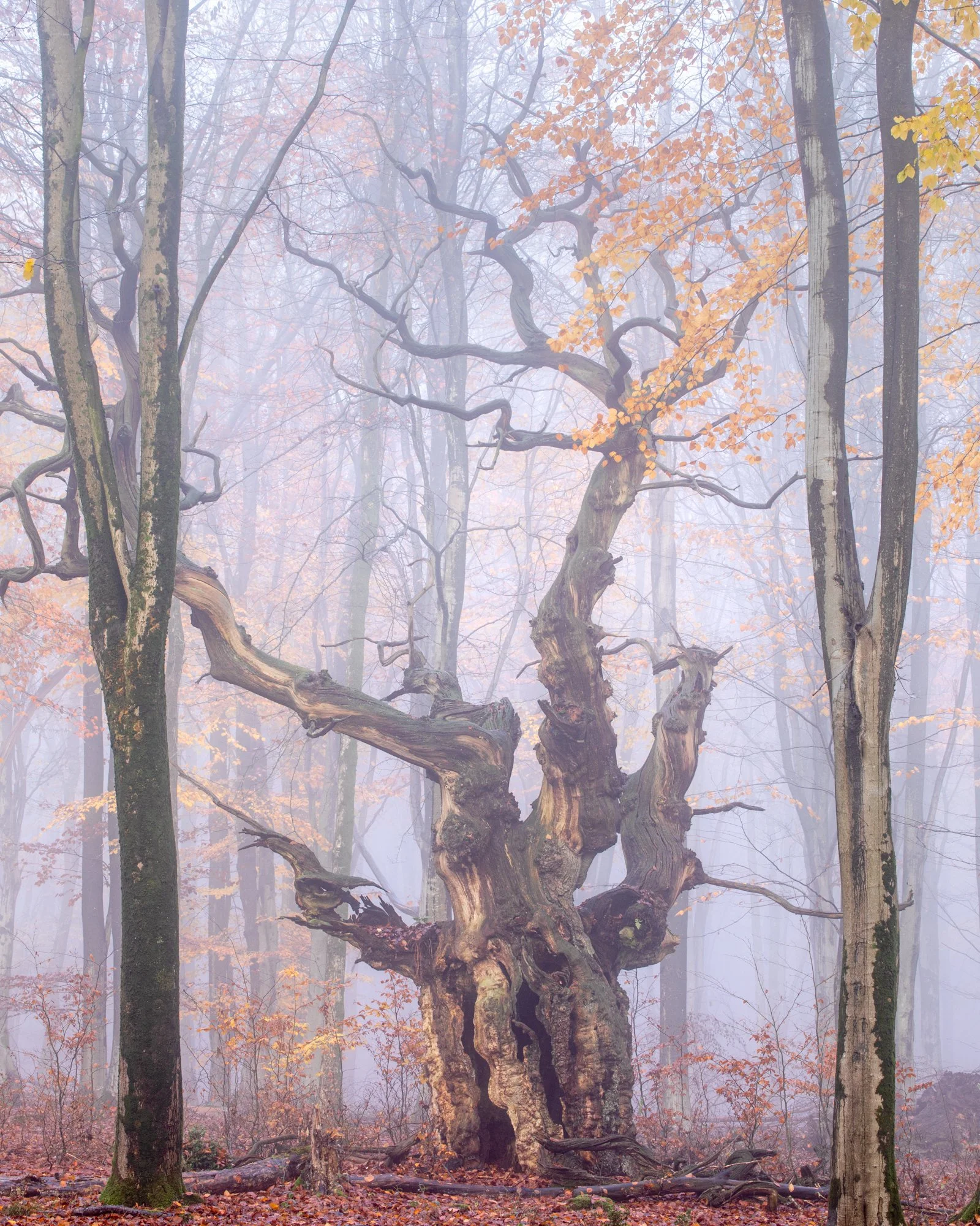 Ghost Oak-2657.jpg
